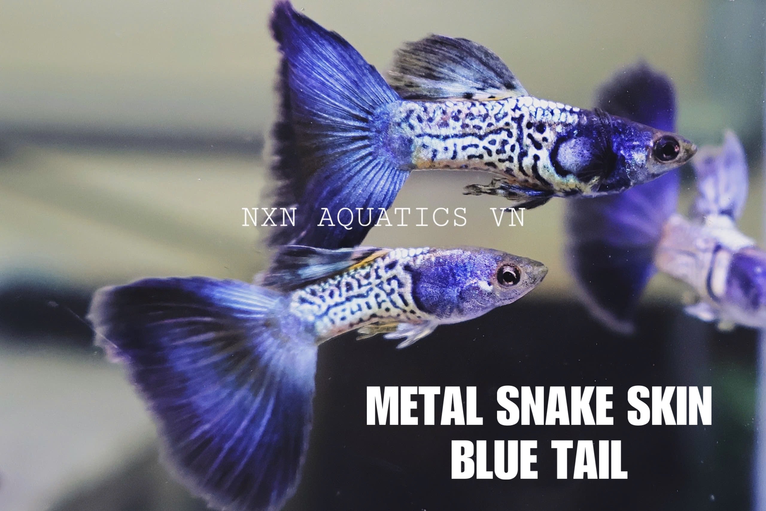 Metal Snakeskin Blue Tail Guppy Pair 3-4cm