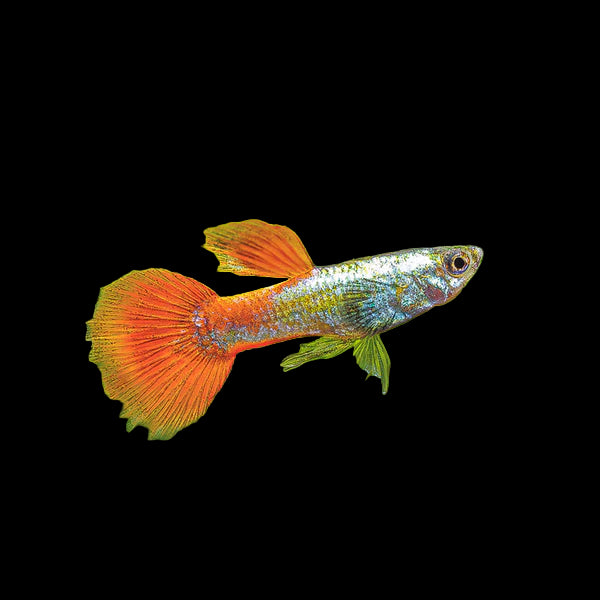 Platinum Red Tail Dumbo Male Guppy 3cm