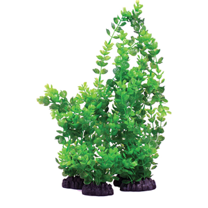 Hugo Rotala Indica 20Cm - Tropical Supplies North East