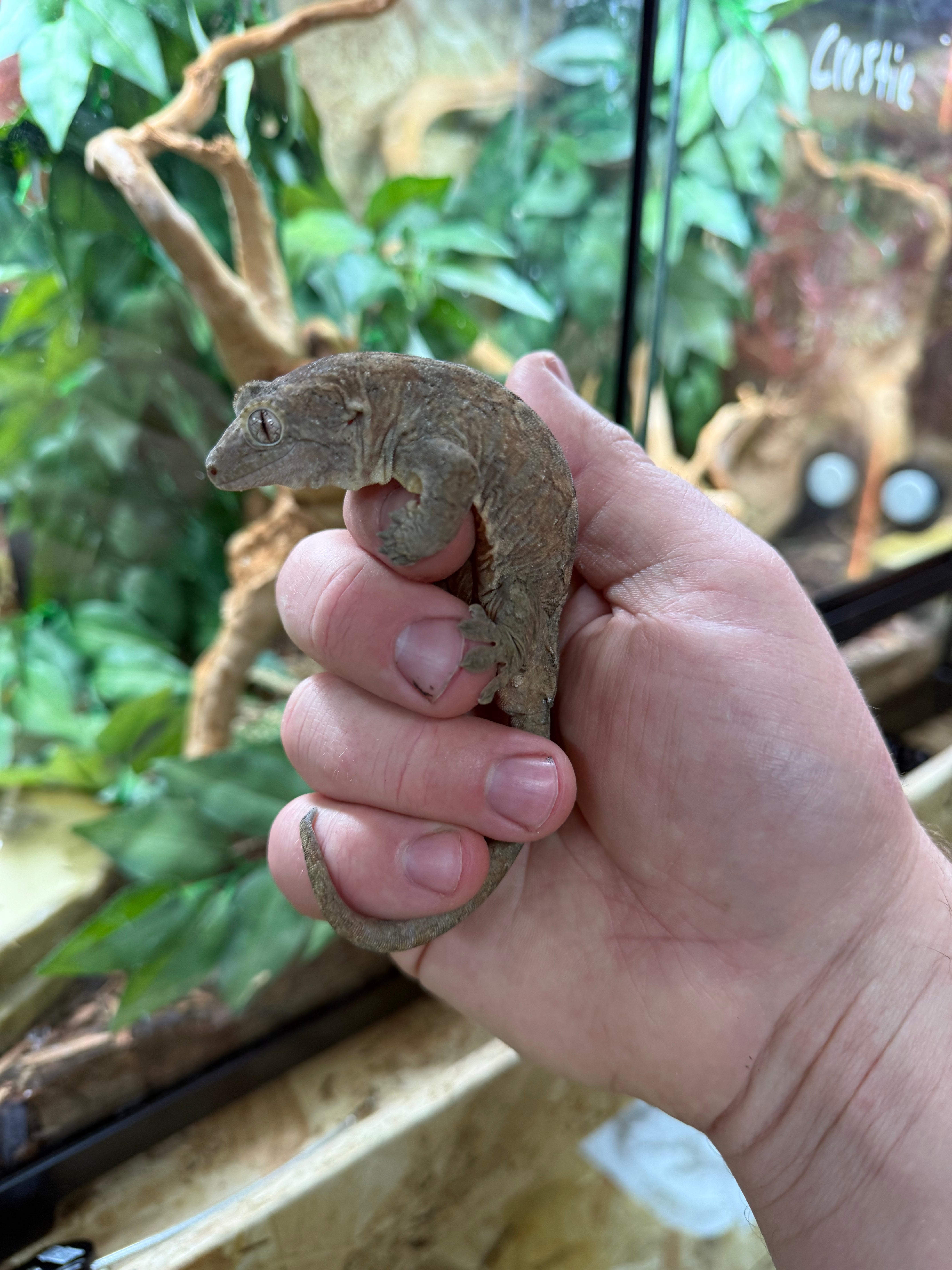 New Caledonian Mossy Gecko