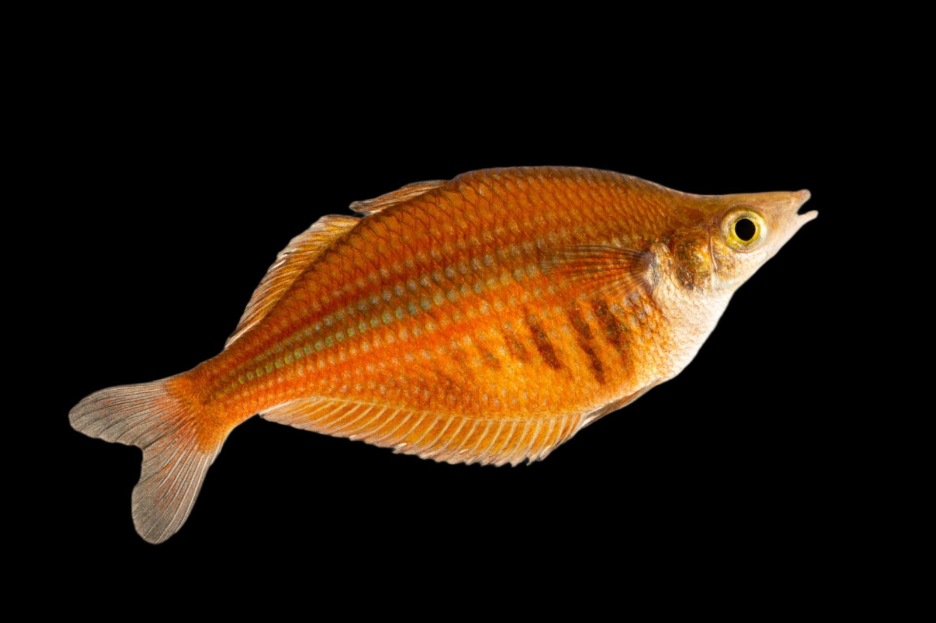 Sentani Rainbowfish 5cm