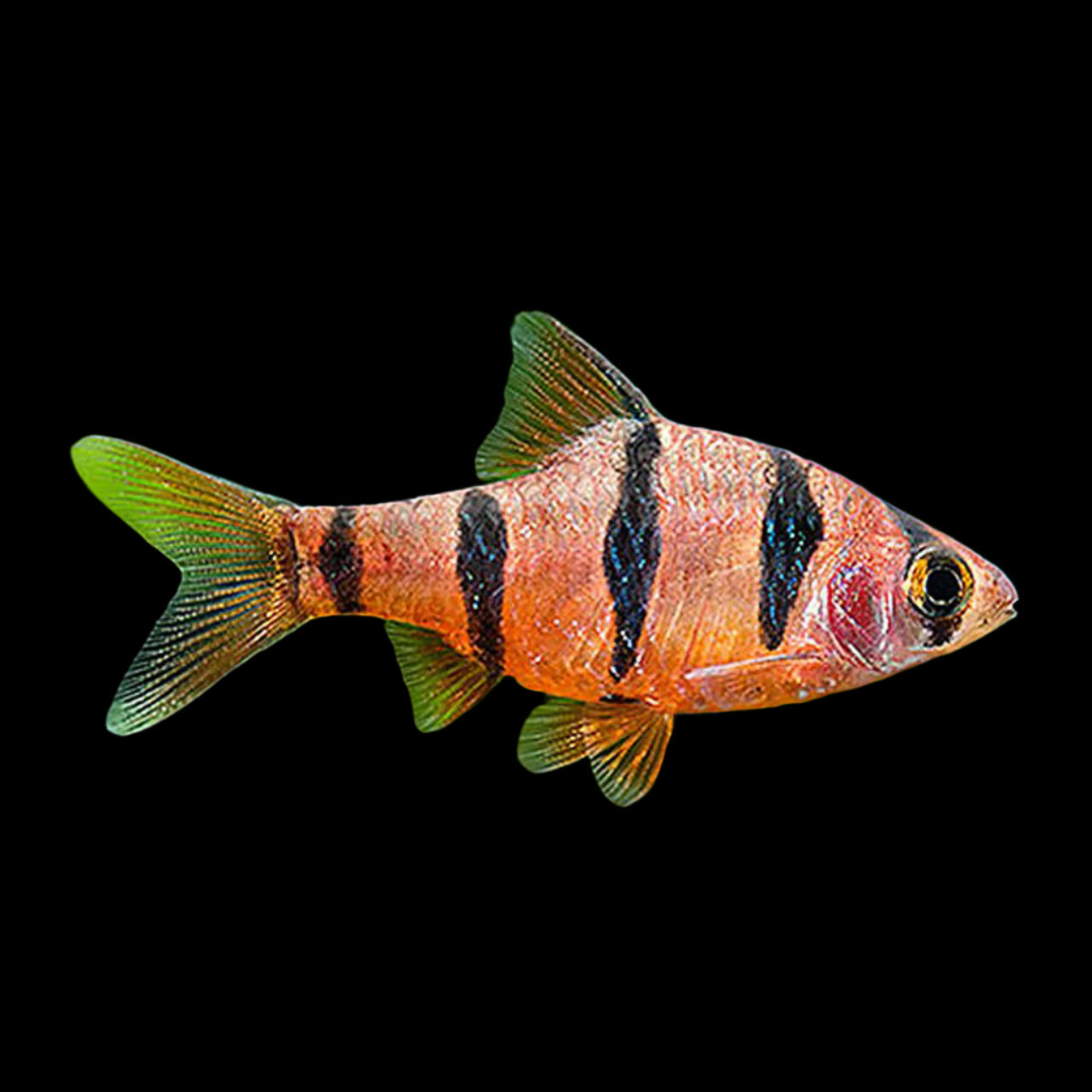 Five Banded Barb 3cm
