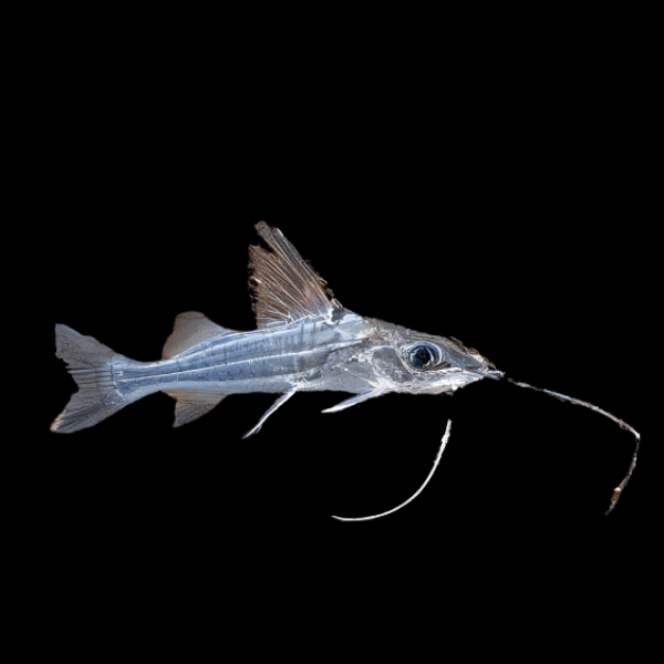 Four Line Pim Catfish 8-9cm
