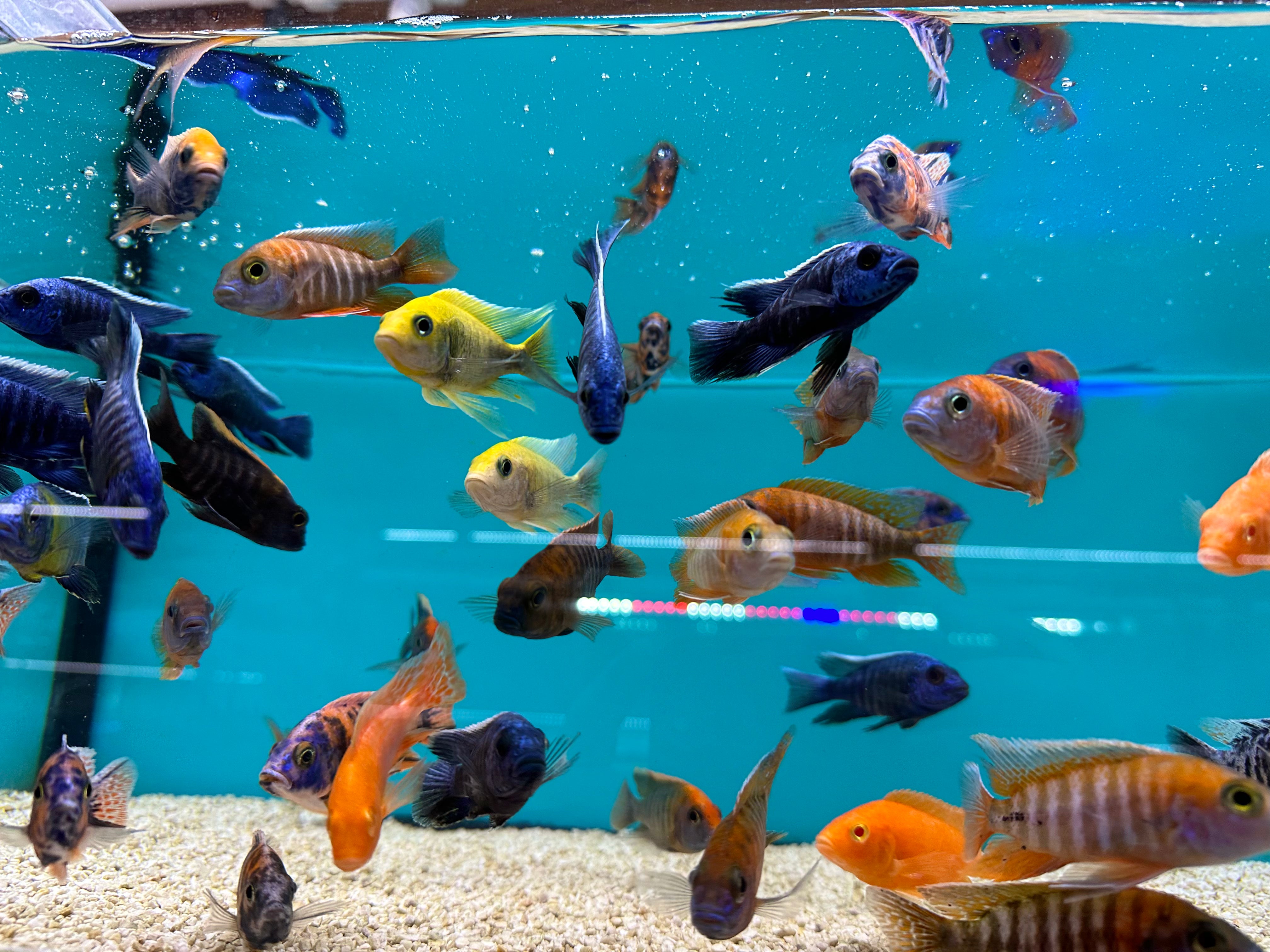 Assorted Male Peacocks 12cm+ Tropical Supplies North East