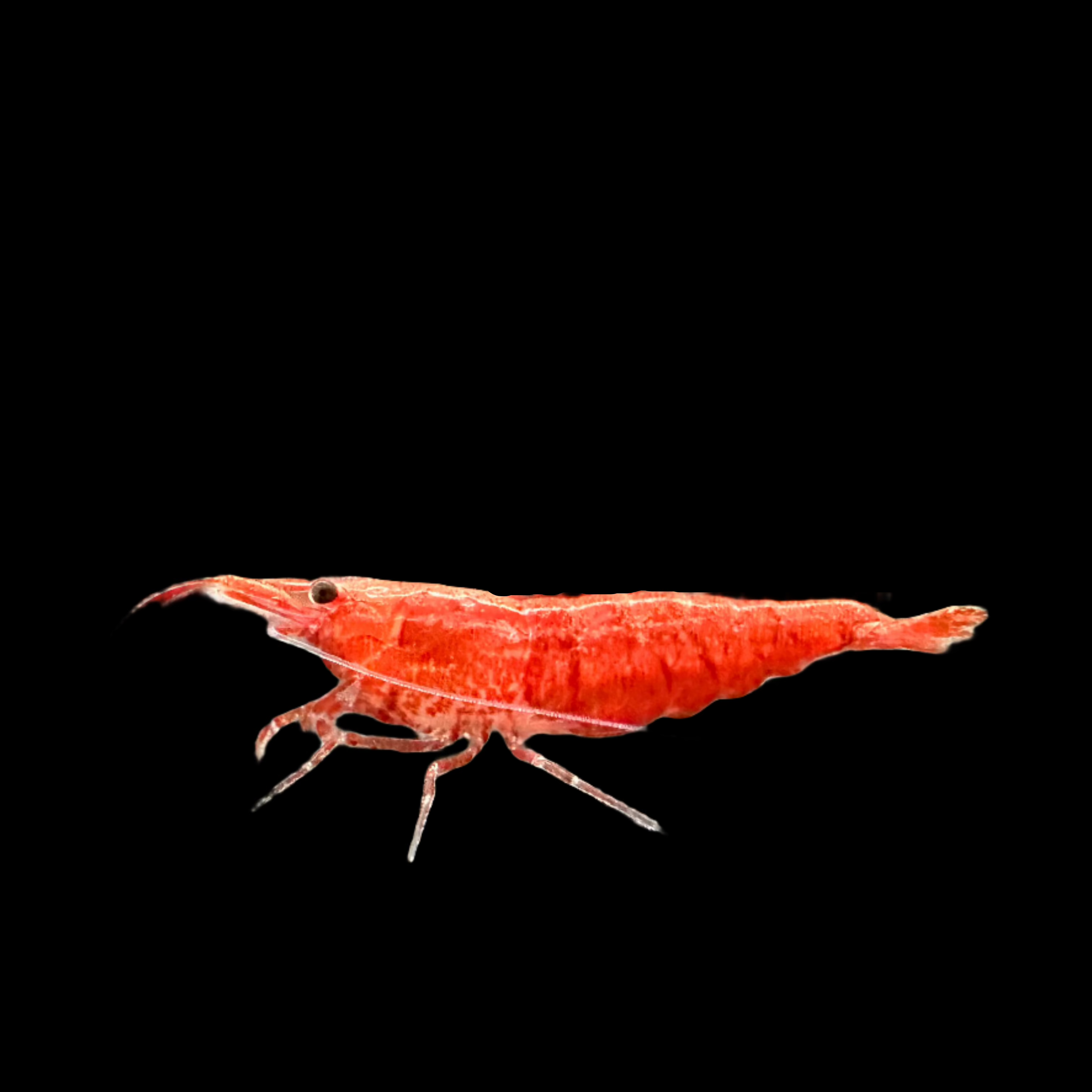 Super Red Cherry Shrimp 2cm - Tropical Supplies North East