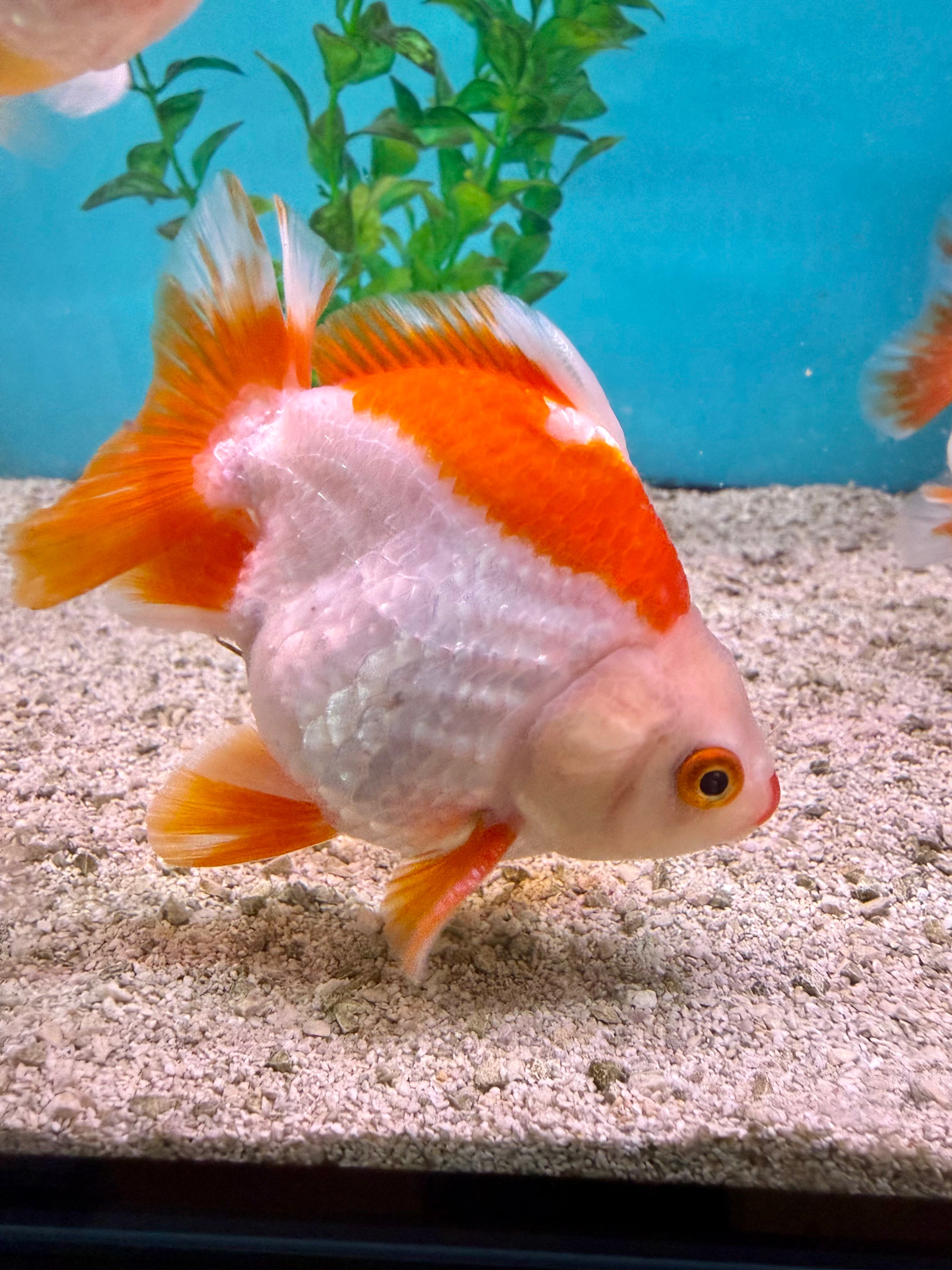 Oranda Red & White Short Tail 10-12cm GRADE A - Lims Fish Farm Java