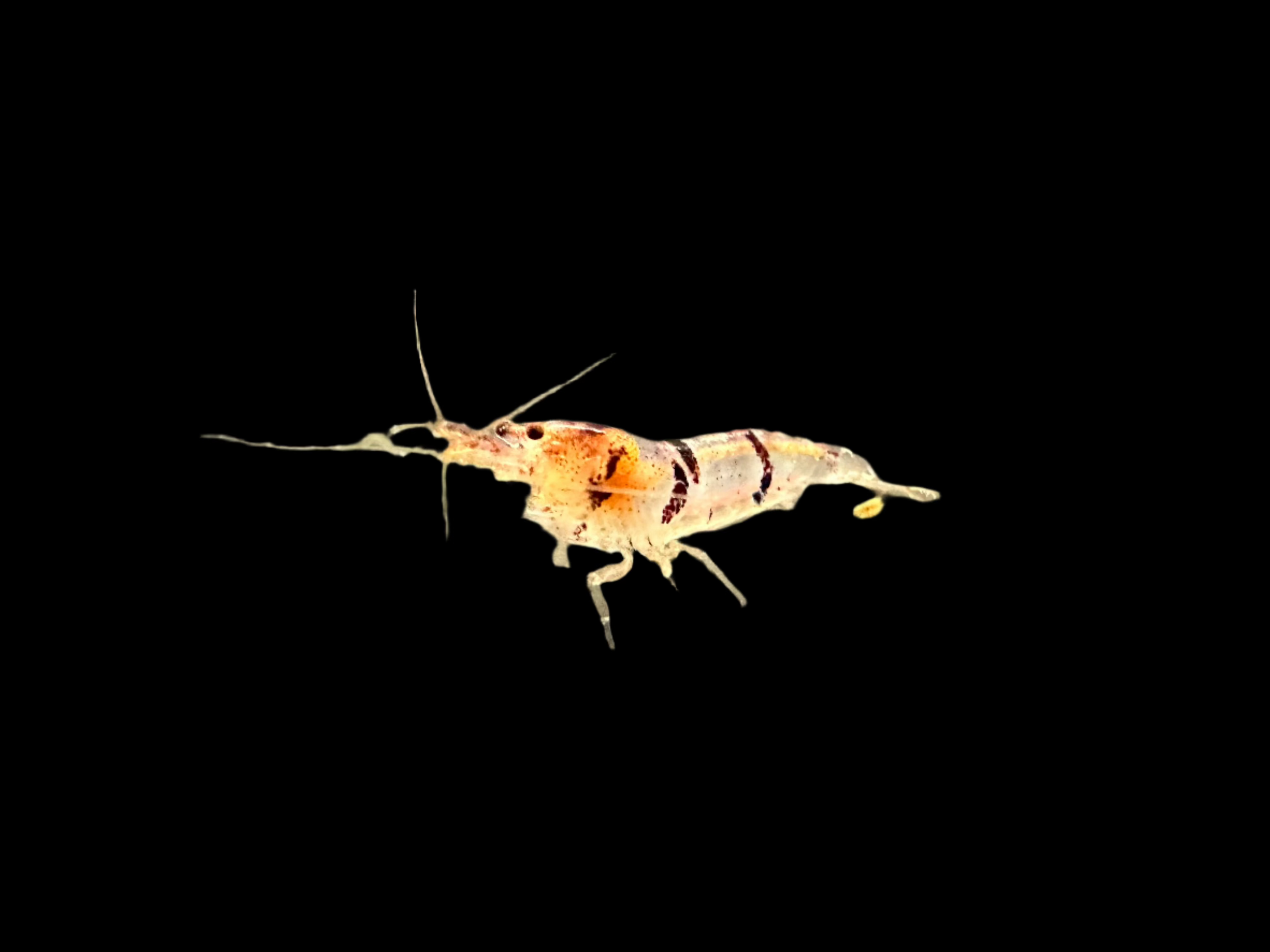 Racoon Tiger Shrimp 0.8-1cm - Tropical Supplies North East