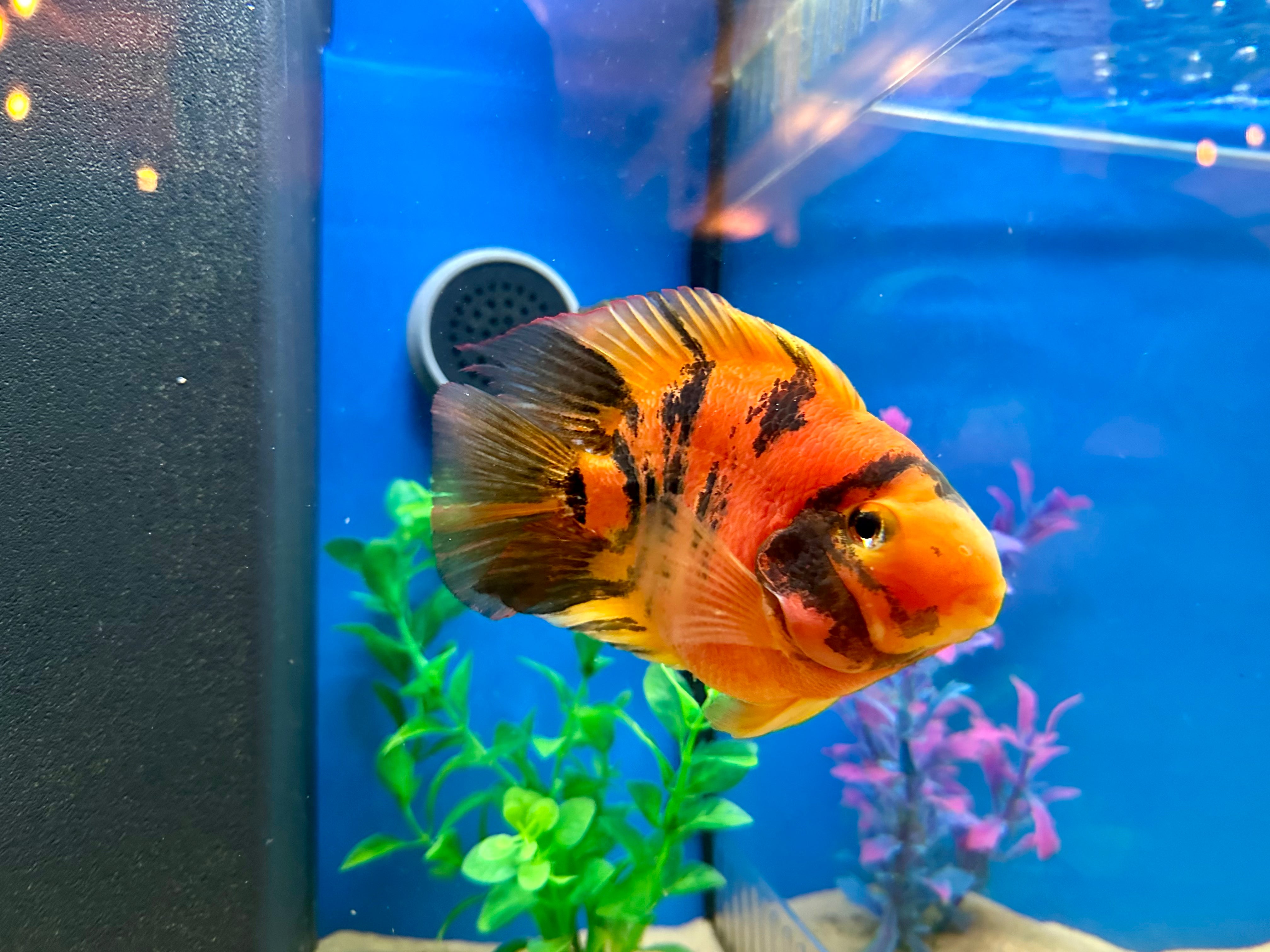 Parrot tropical fish best sale