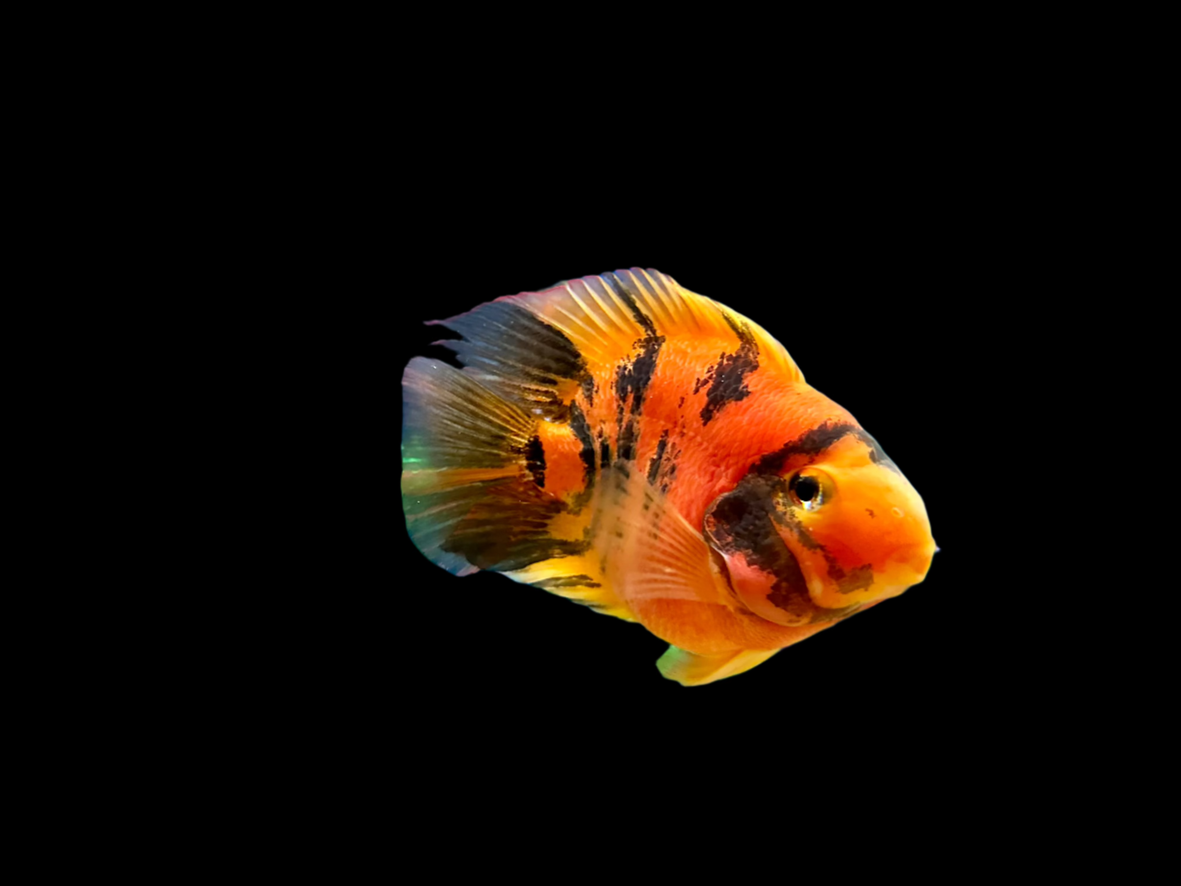 Red Tiger King Kong Parrot Fish 5-6" - Tropical Supplies North East