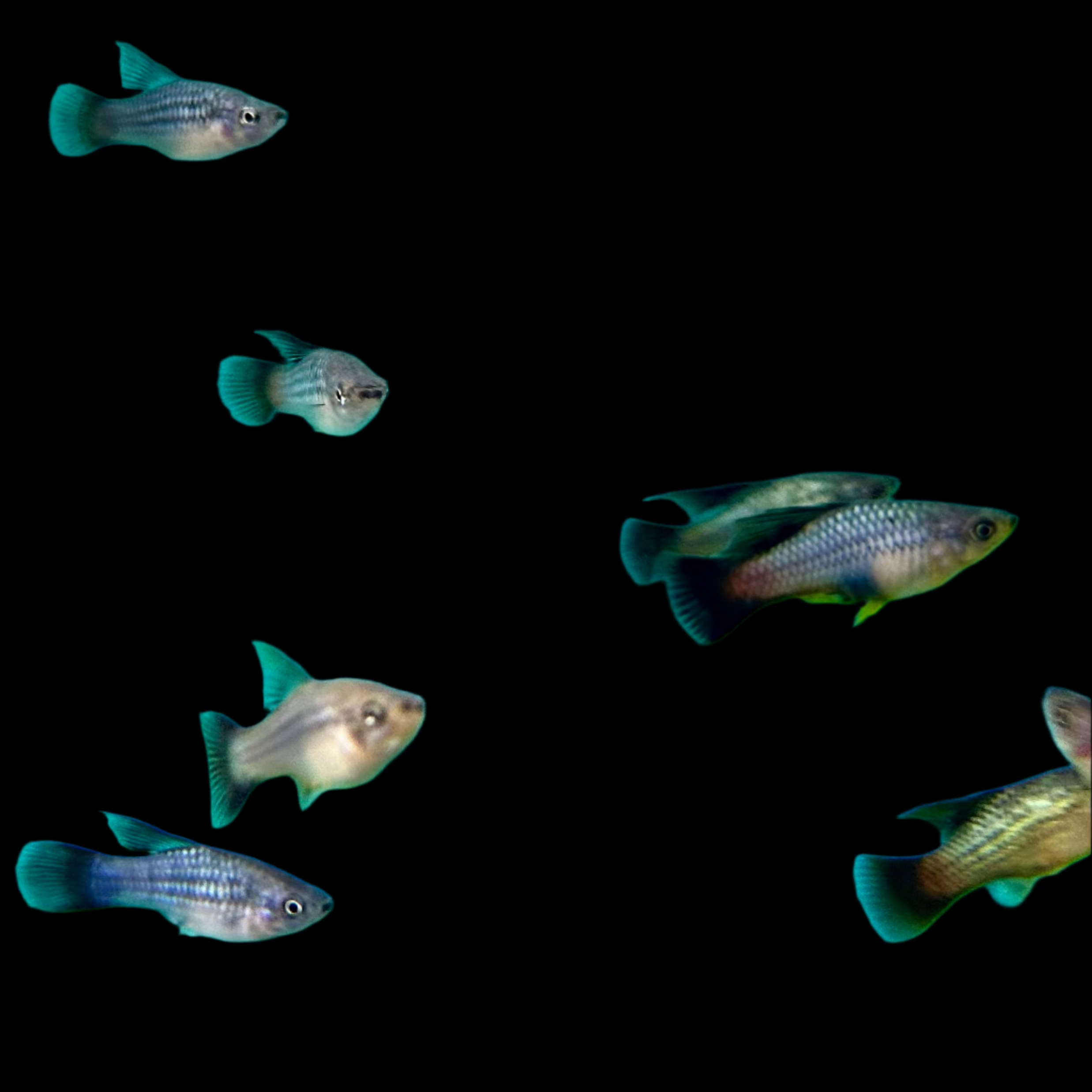 Hi Fin Rainbow Variatus Platy 3.5cm - Tropical Supplies North East