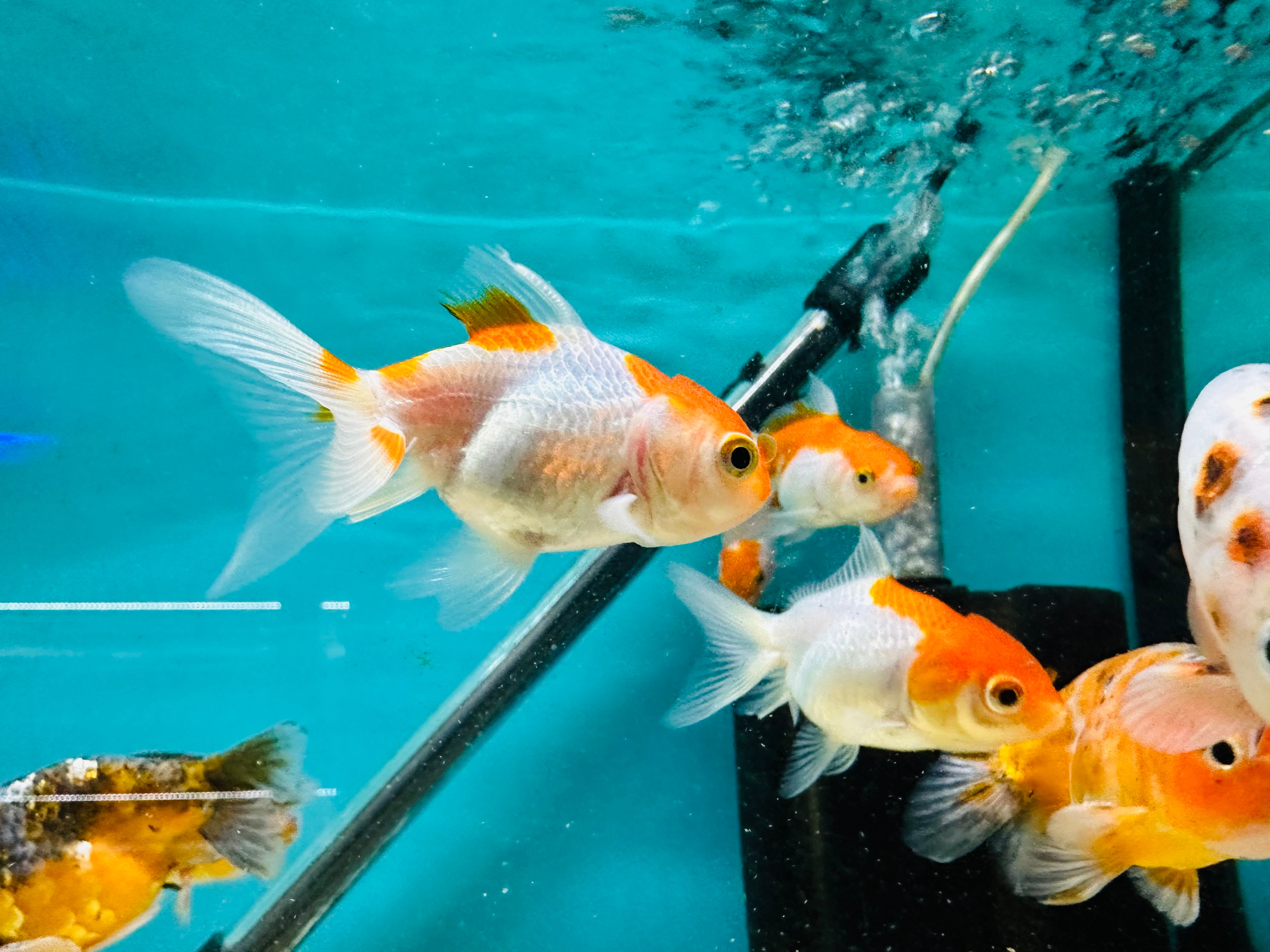 Red & White Oranda 2.5"