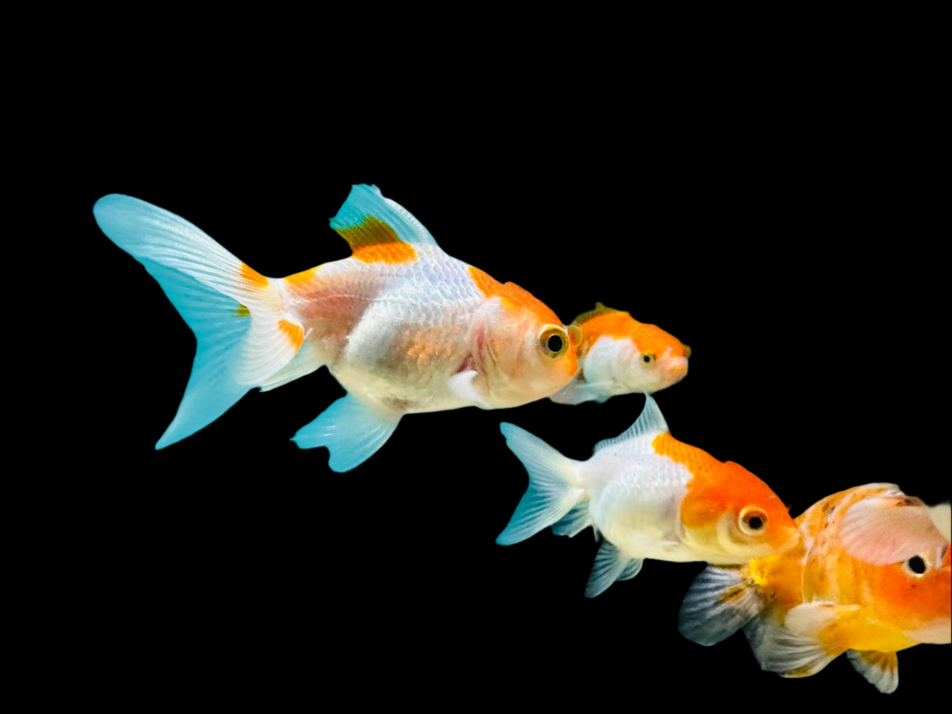 Red & White Oranda 2.5" - Tropical Supplies North East