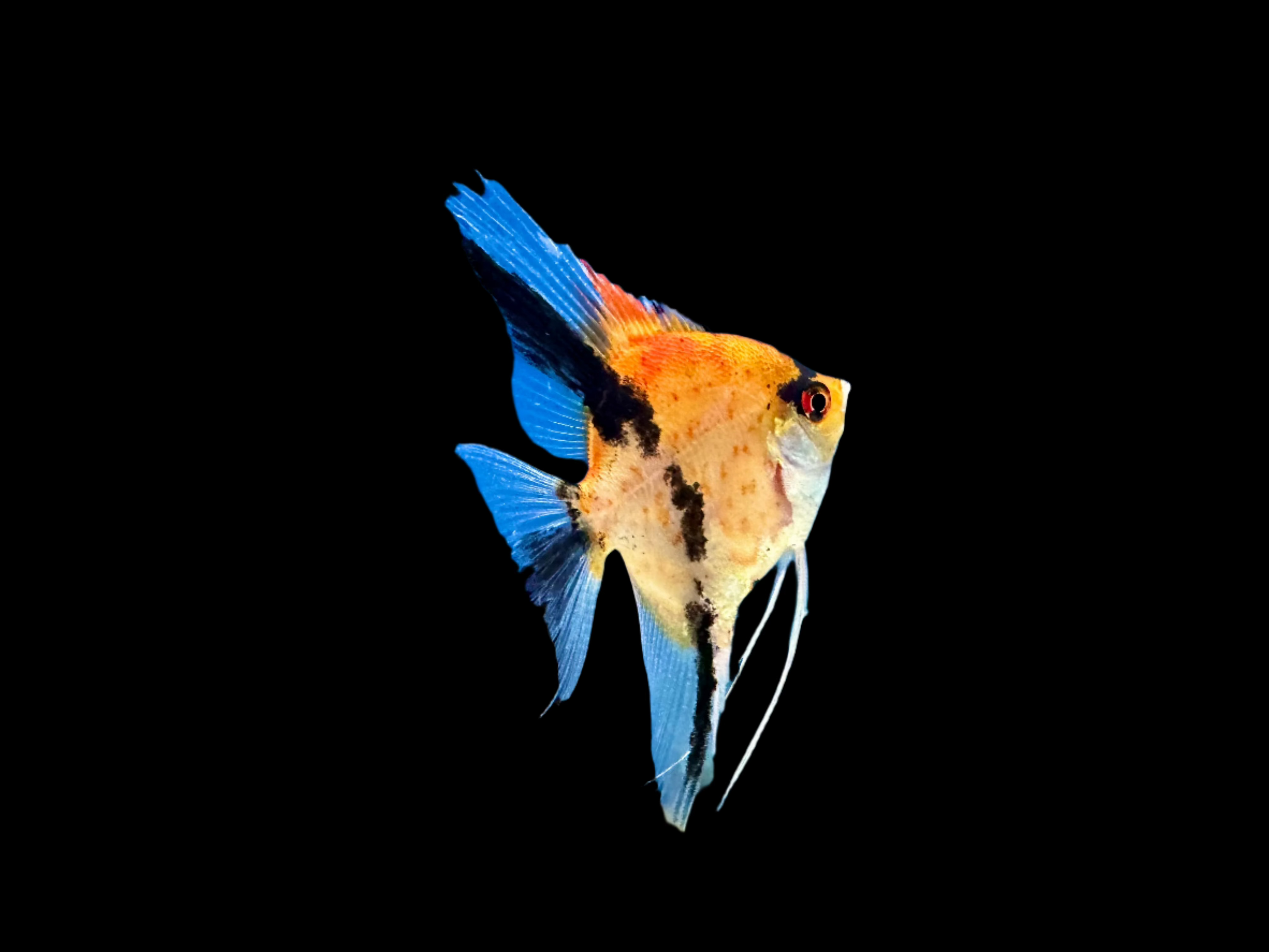 True Red Devil Angelfish 6-7cm - Tropical Supplies North East