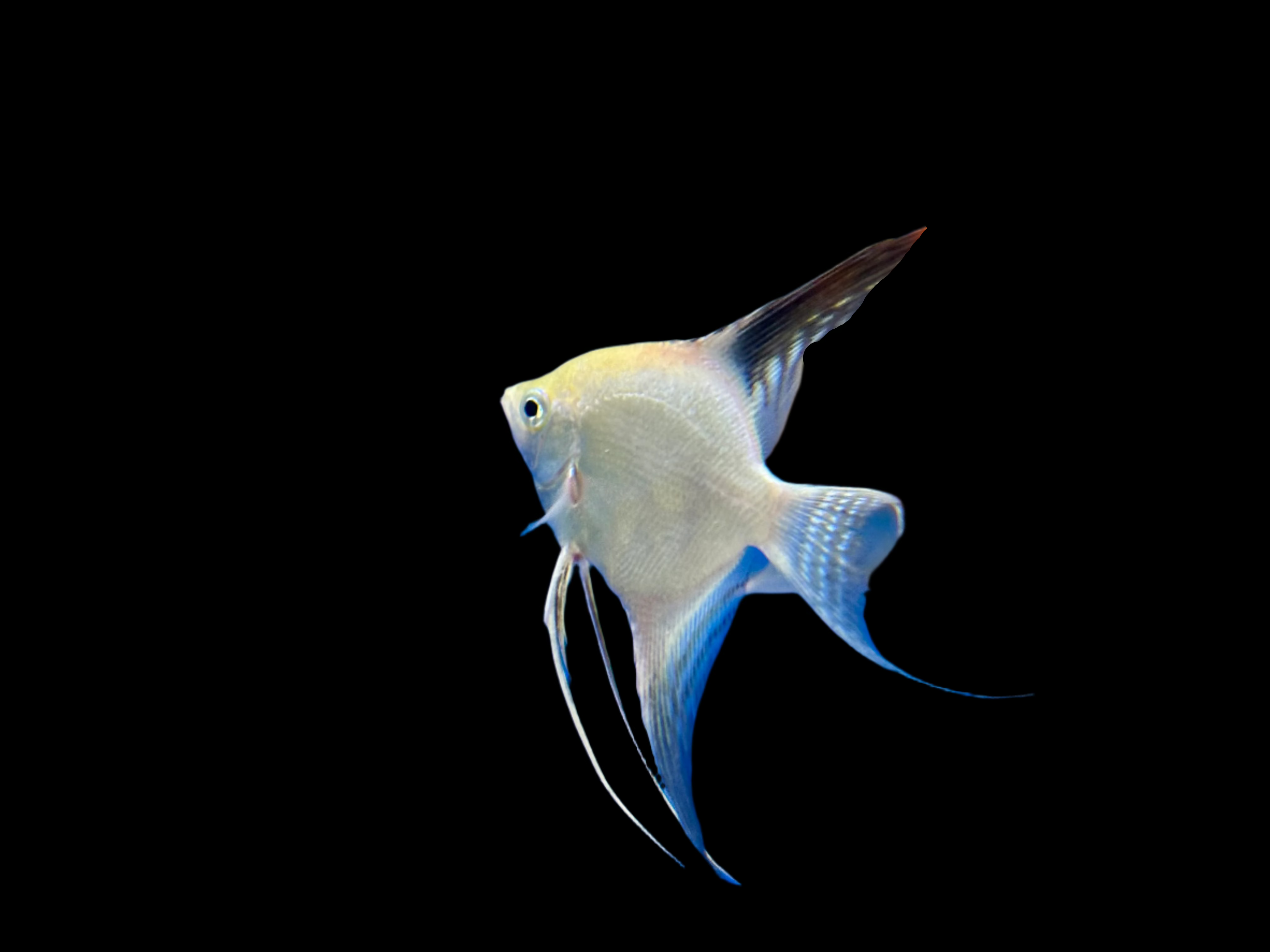 Bulgarian Seal Point Angelfish 6cm - Tropical Supplies North East