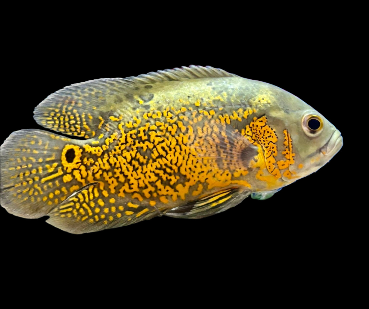 Black Yellow Tiger Oscar 6"