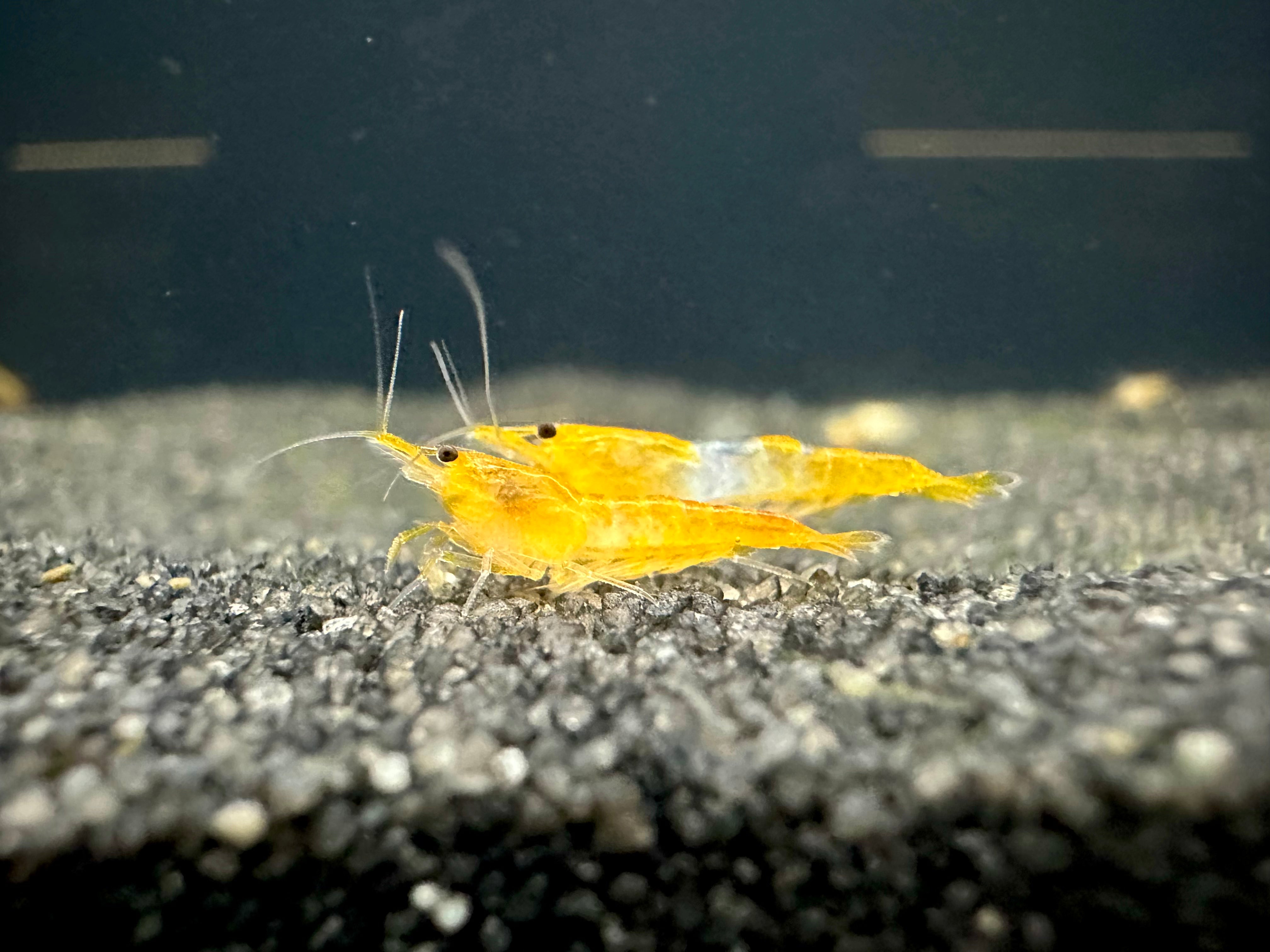 Orange Rili Shrimp 0.8-1cm