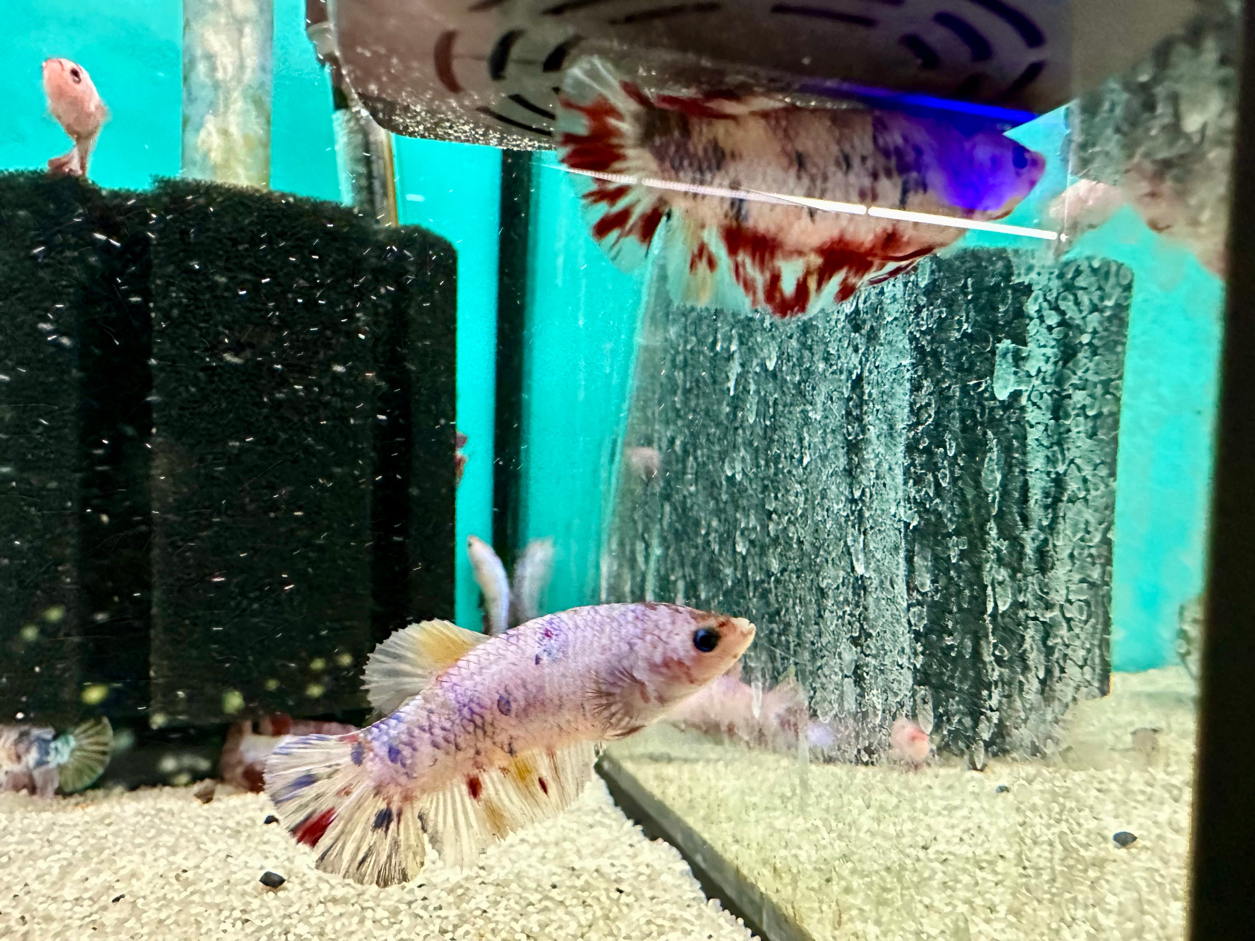 Assorted Female Betta Deluxe 5cm - Tropical Supplies North East