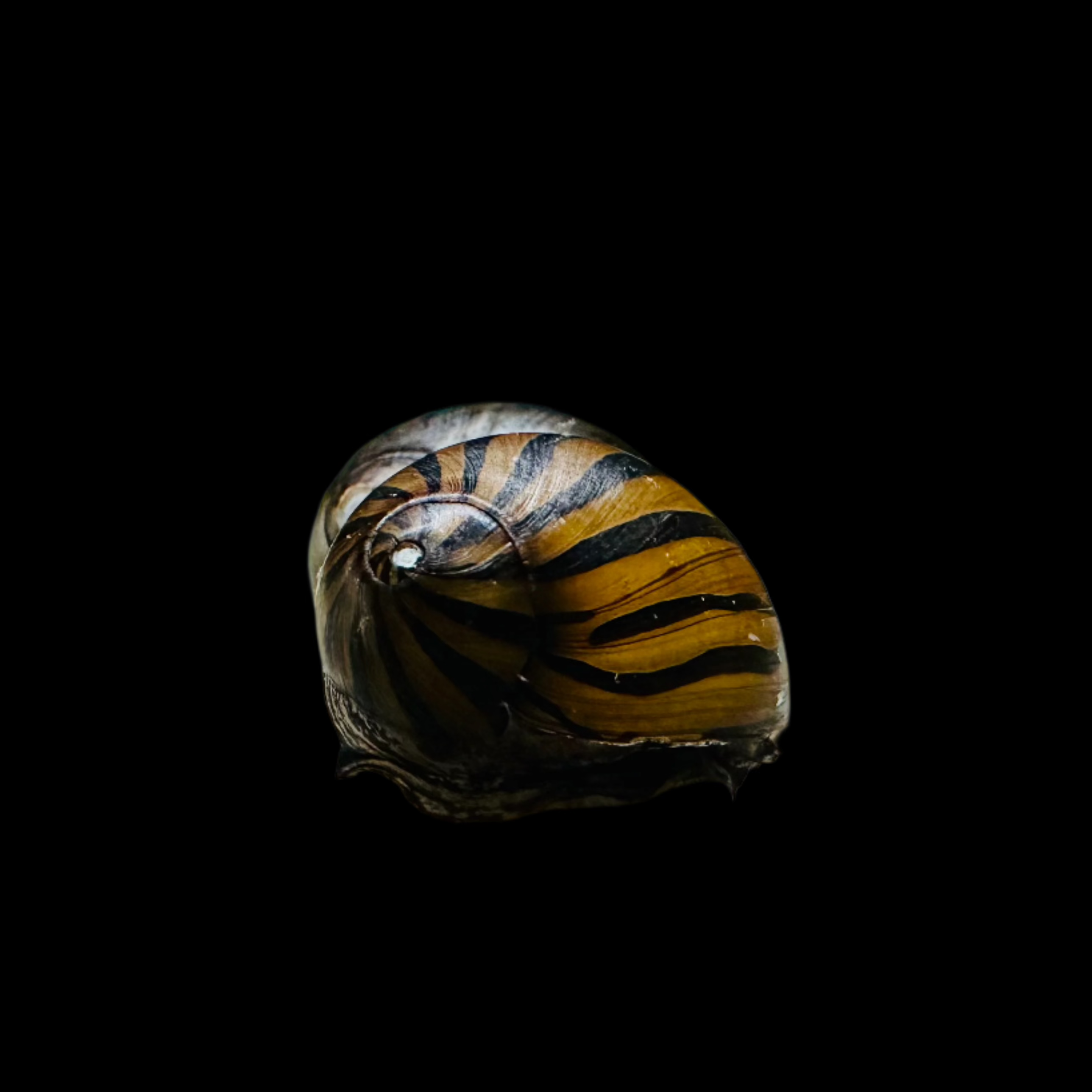 Zebra Nerite Snail 2cm - Tropical Supplies North East