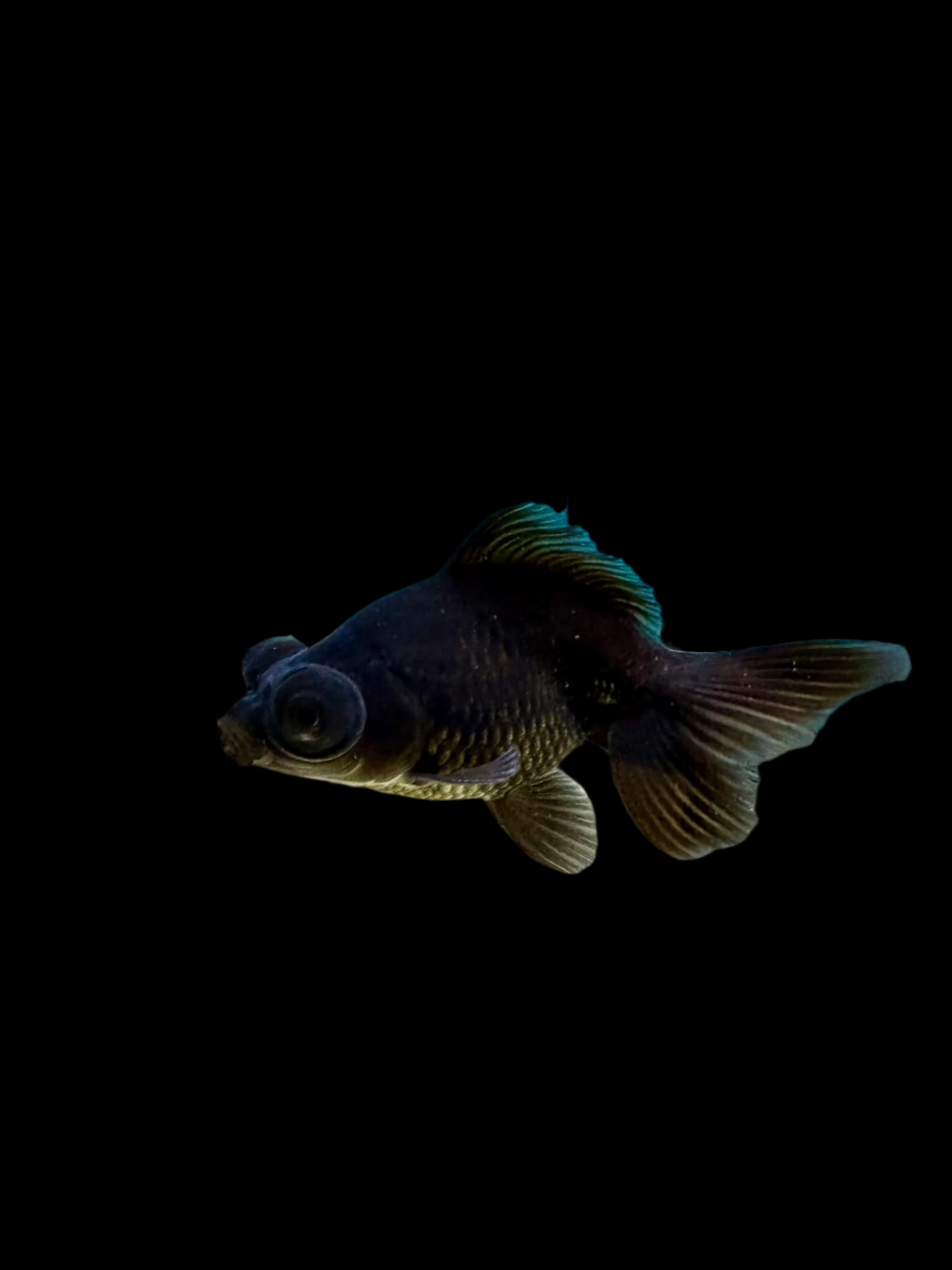 Black Moor Butterfly 4" - Tropical Supplies North East