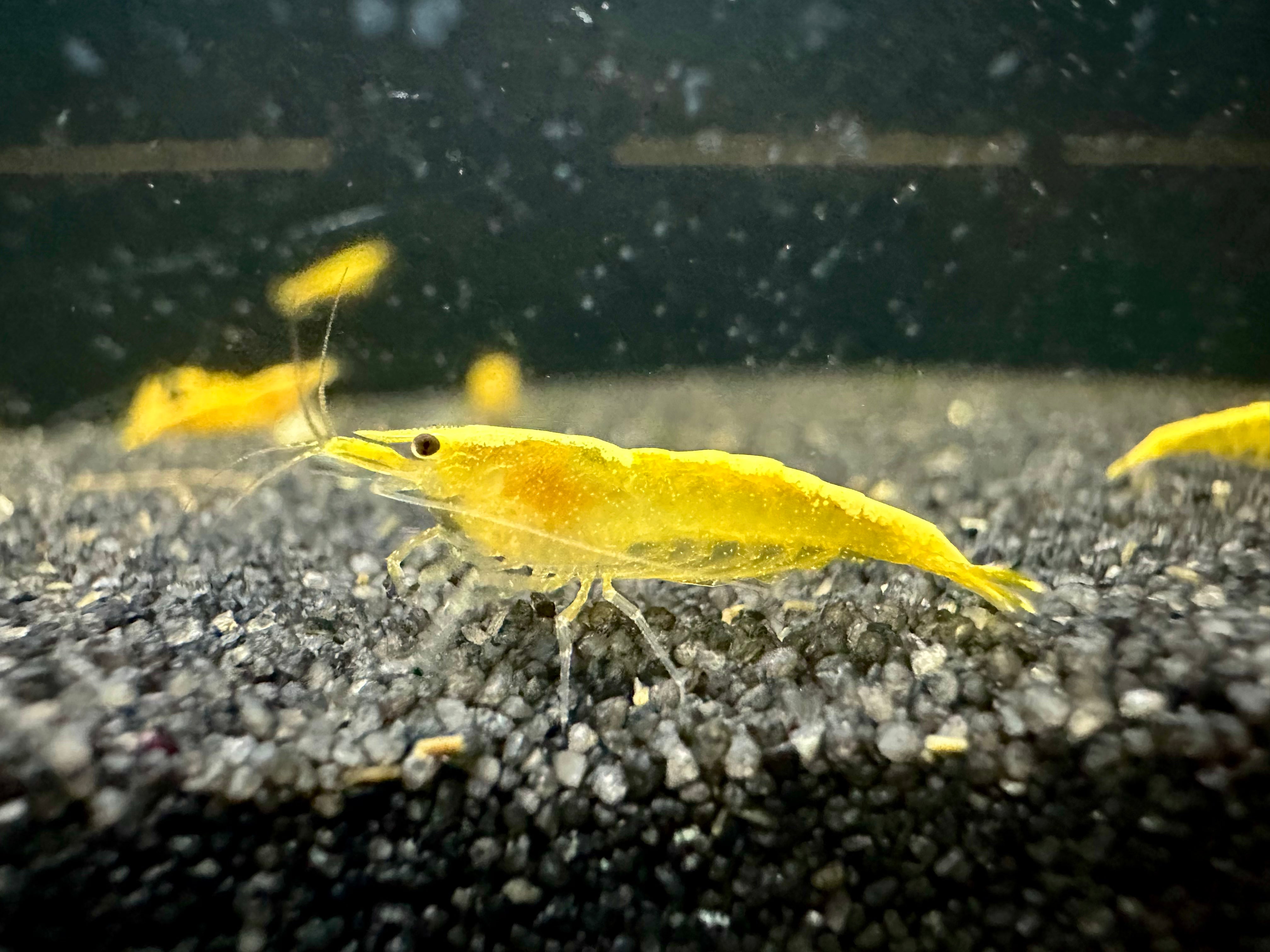 Yellow Cherry Shrimp Gold Stripe 1.5-2cm