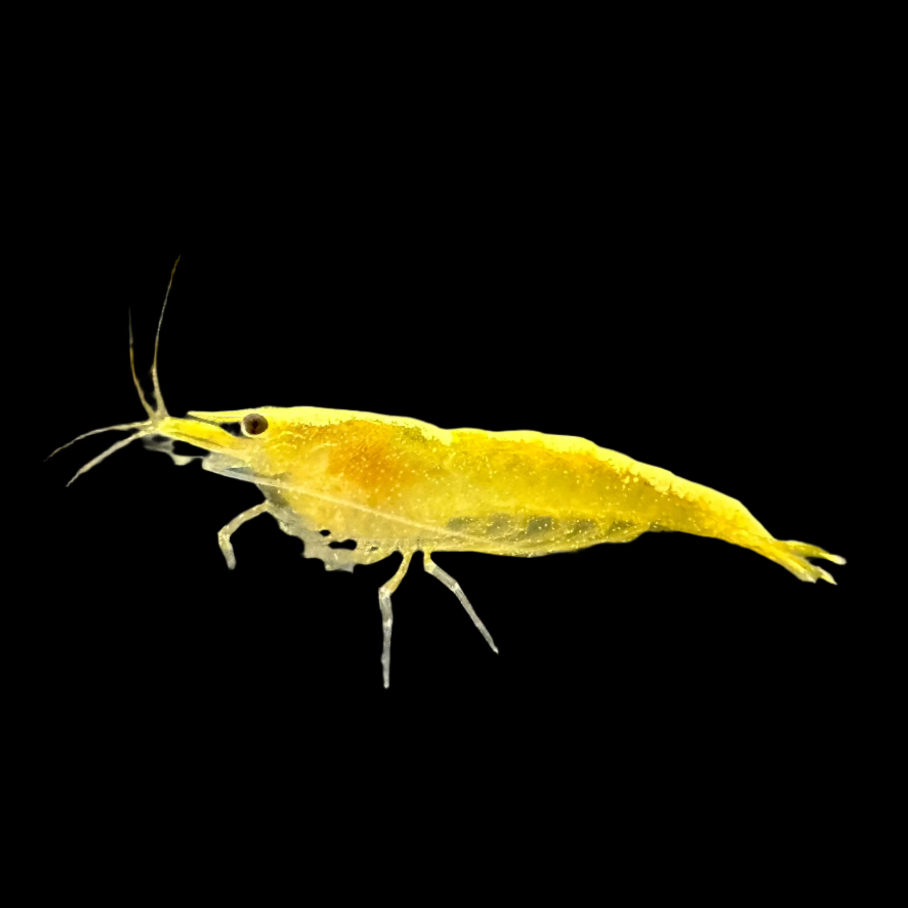 Yellow Cherry Shrimp Gold Stripe 1.5-2cm - Tropical Supplies North East