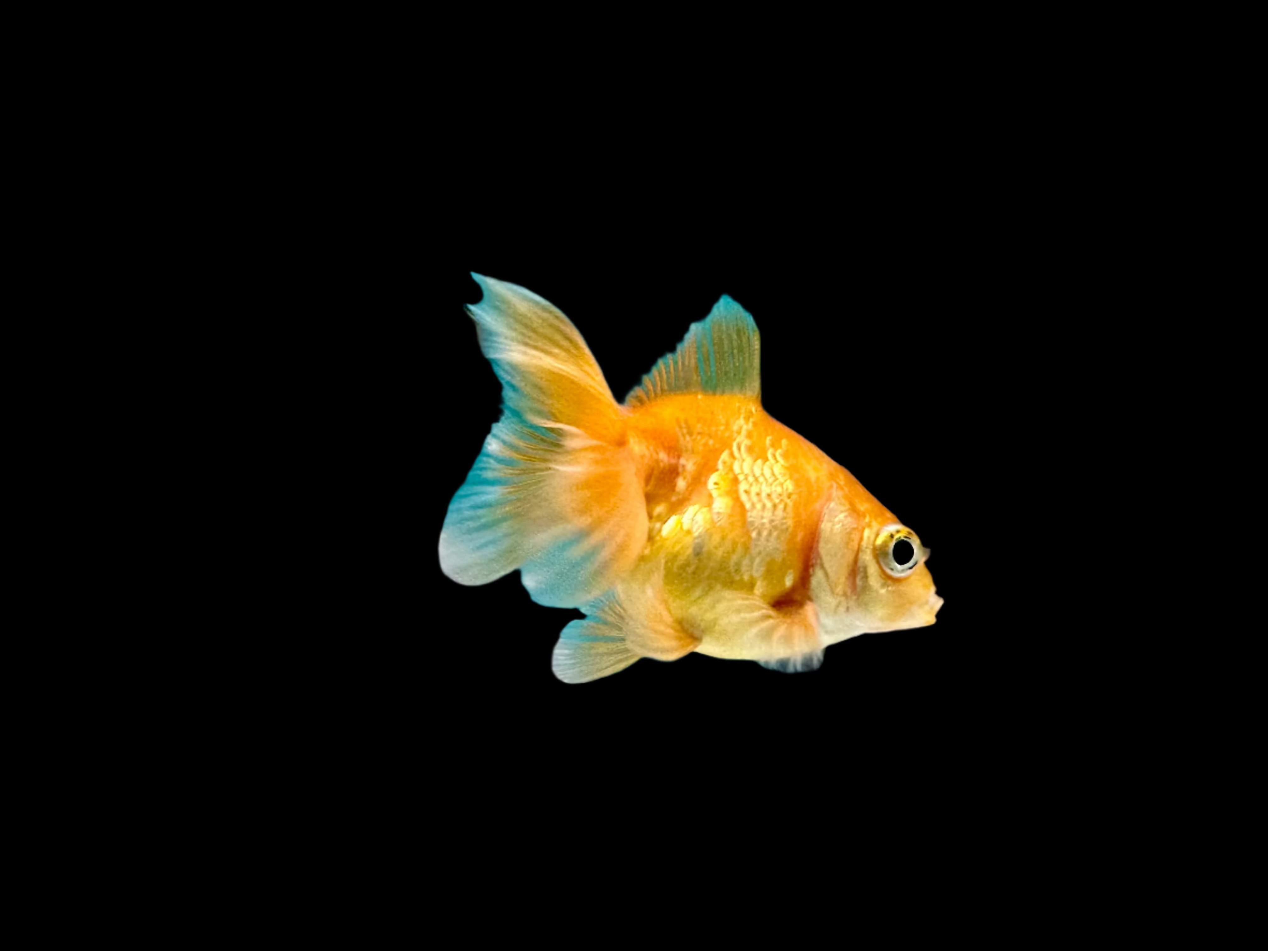 Assorted Ryukin 2.5" - Tropical Supplies North East