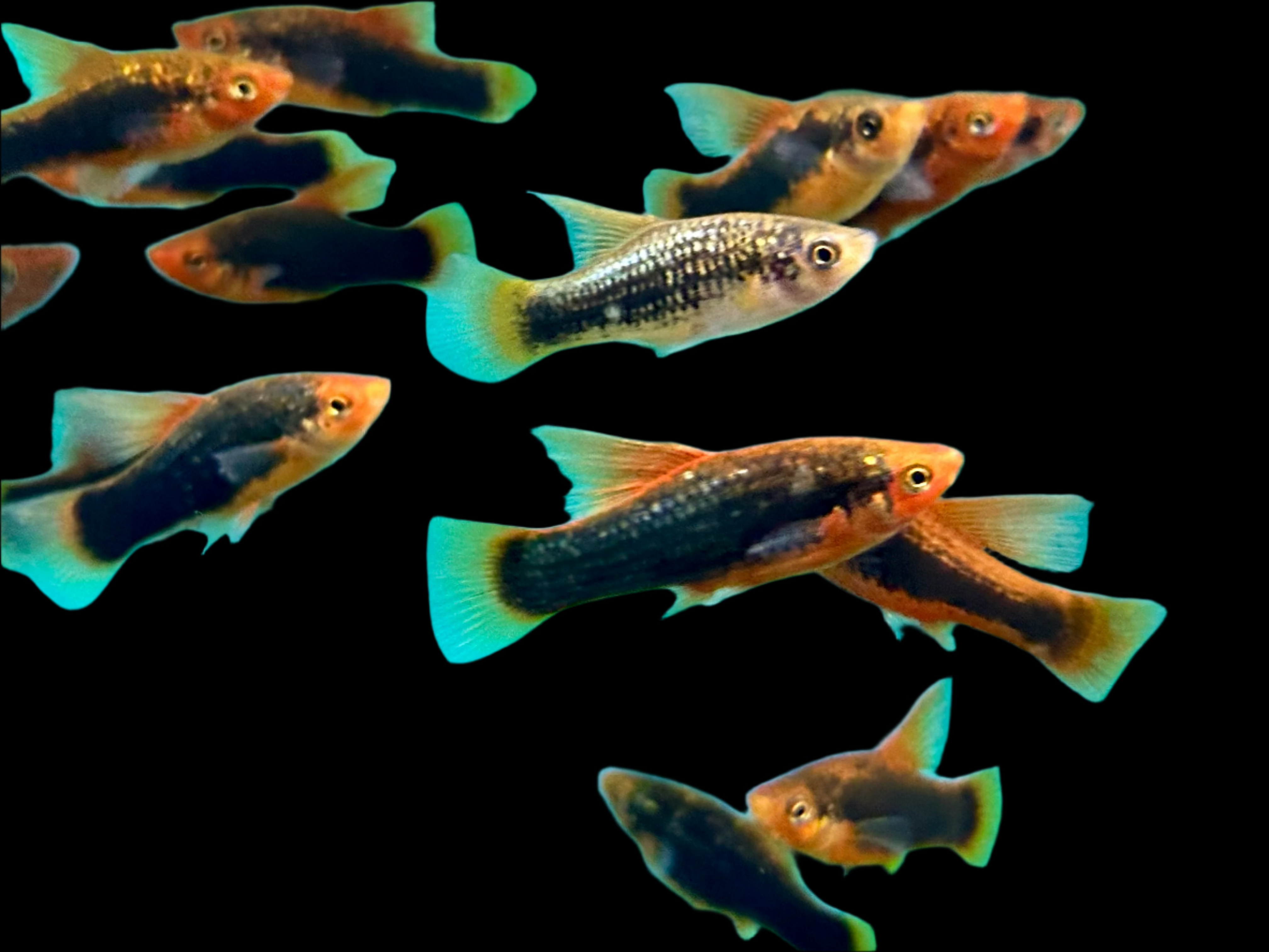 Hi Fin Red Tail Black Variatus Platy 3.5cm - Tropical Supplies North East