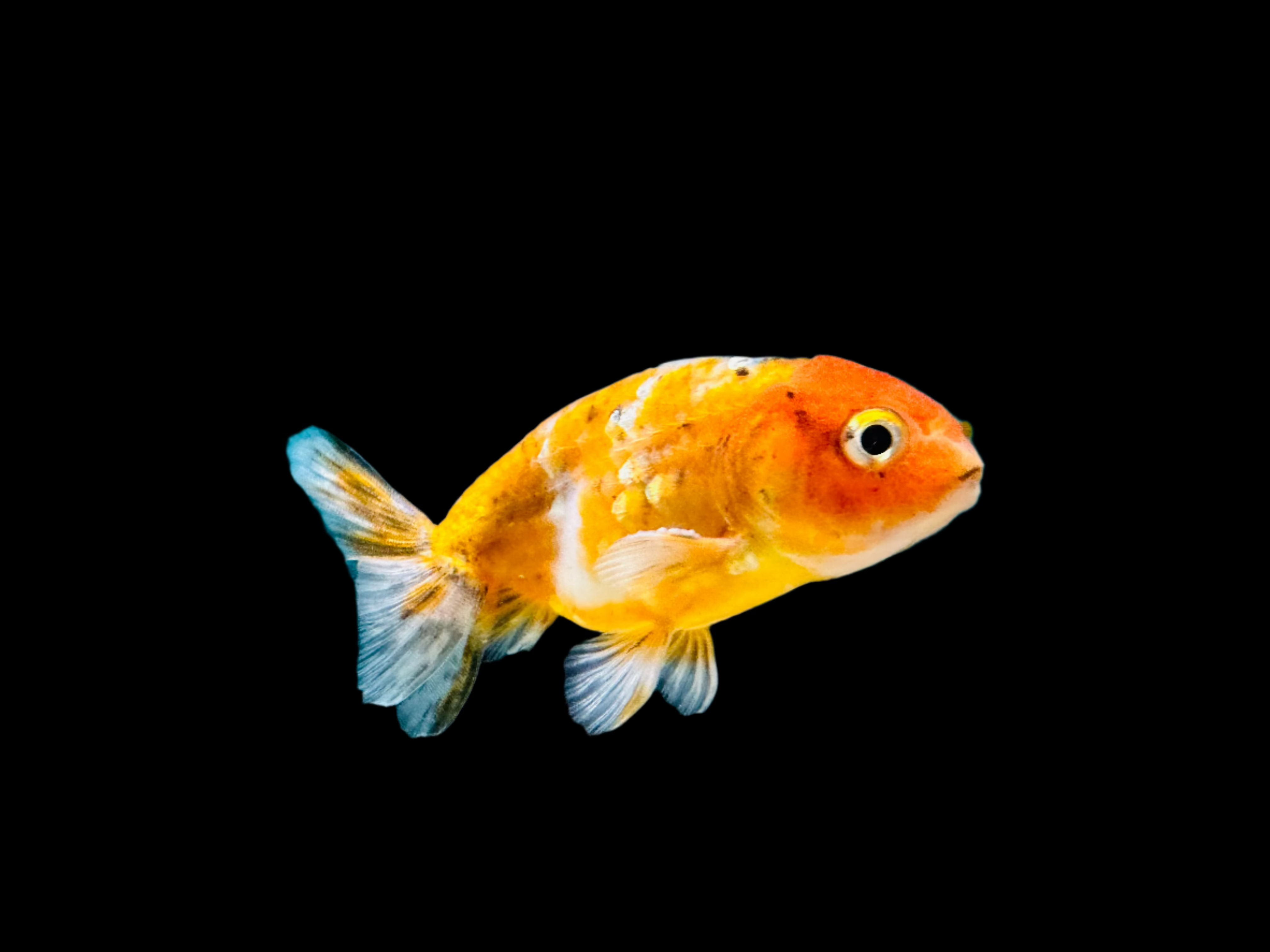 Assorted Ranchu 4" - Tropical Supplies North East