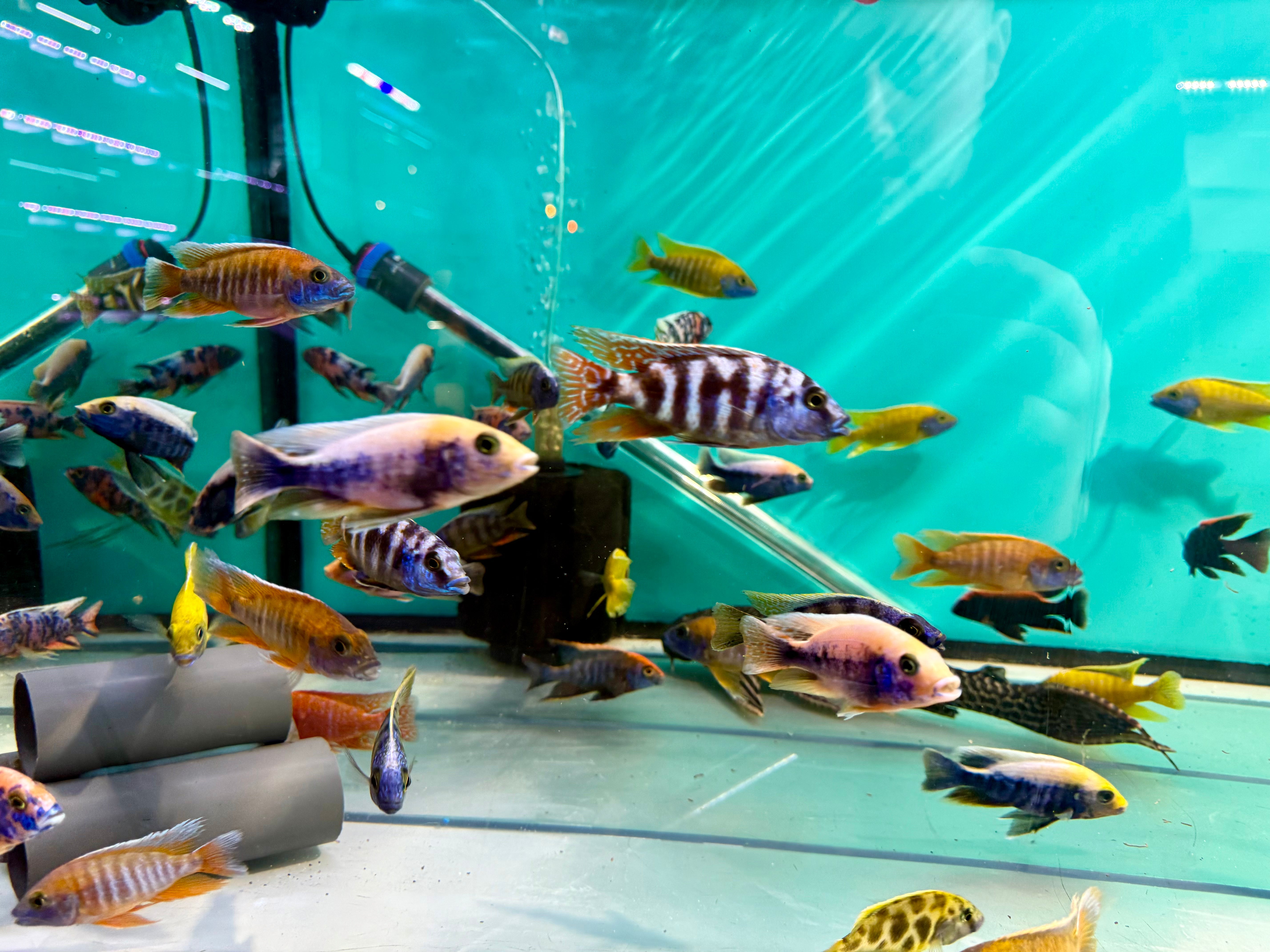 Assorted Male Haps & Peacocks 10-12cm + malawi