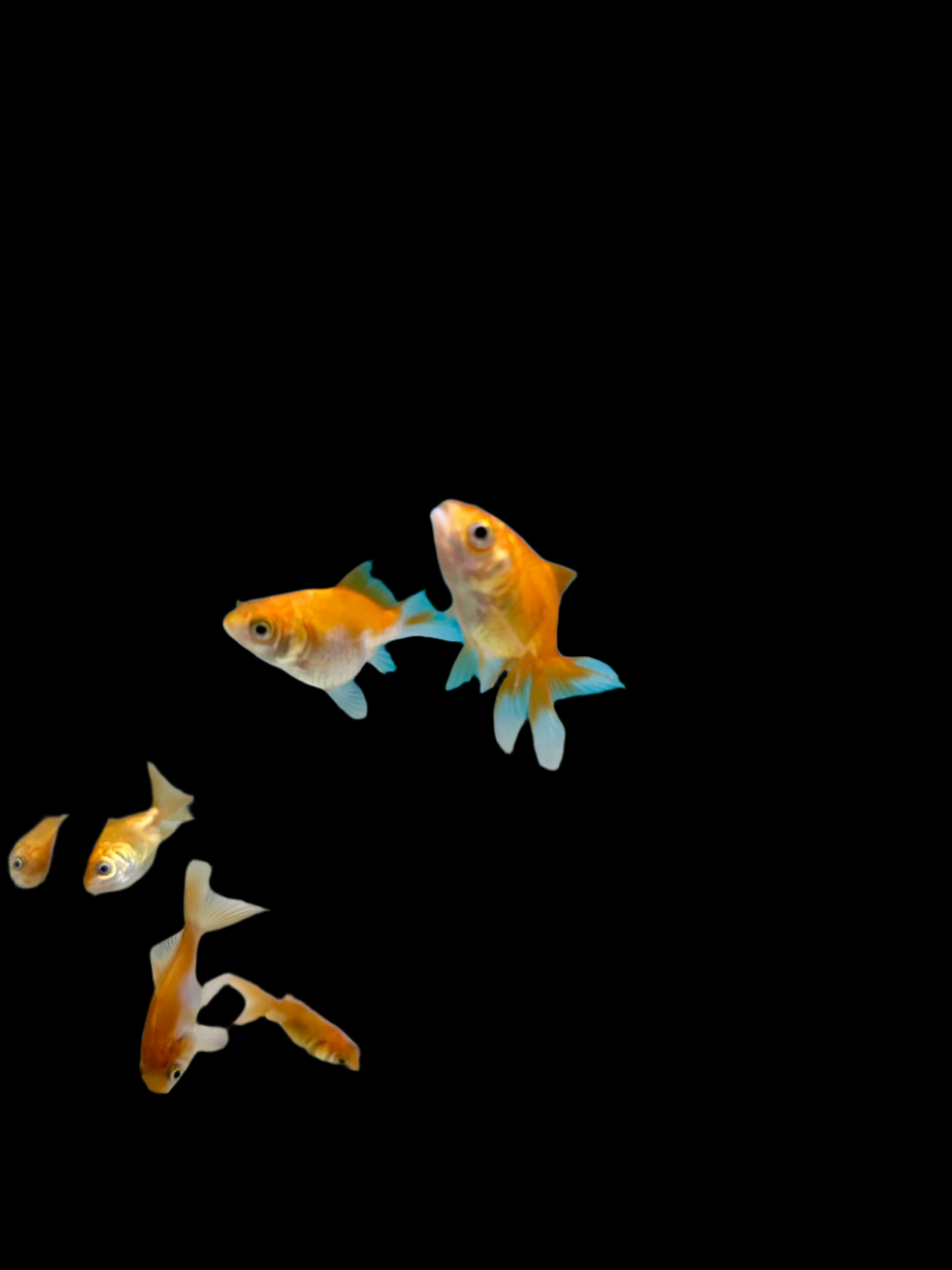 Red Oranda 1-2" - Tropical Supplies North East