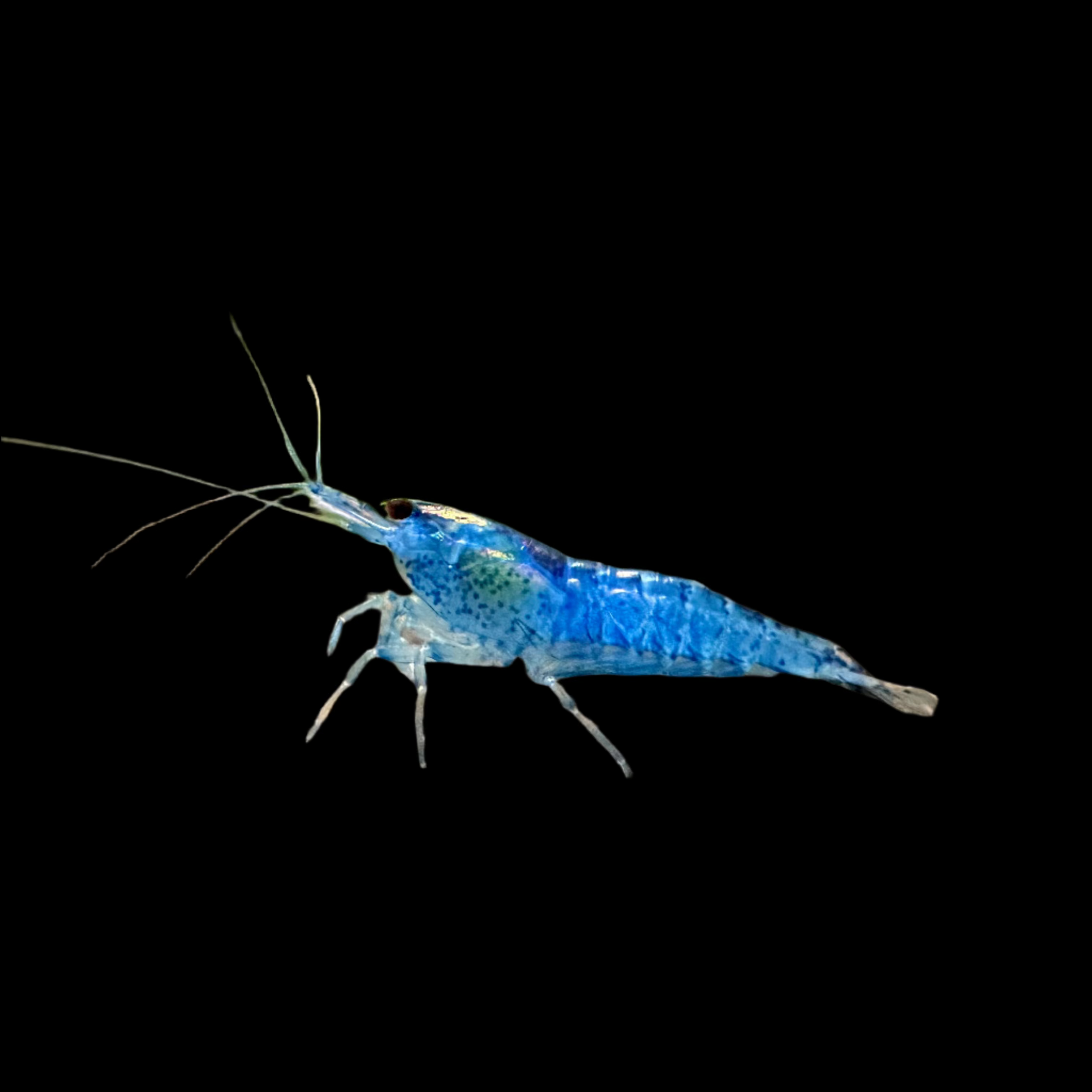 Blue Velvet Shrimp 1.5-2cm - Tropical Supplies North East