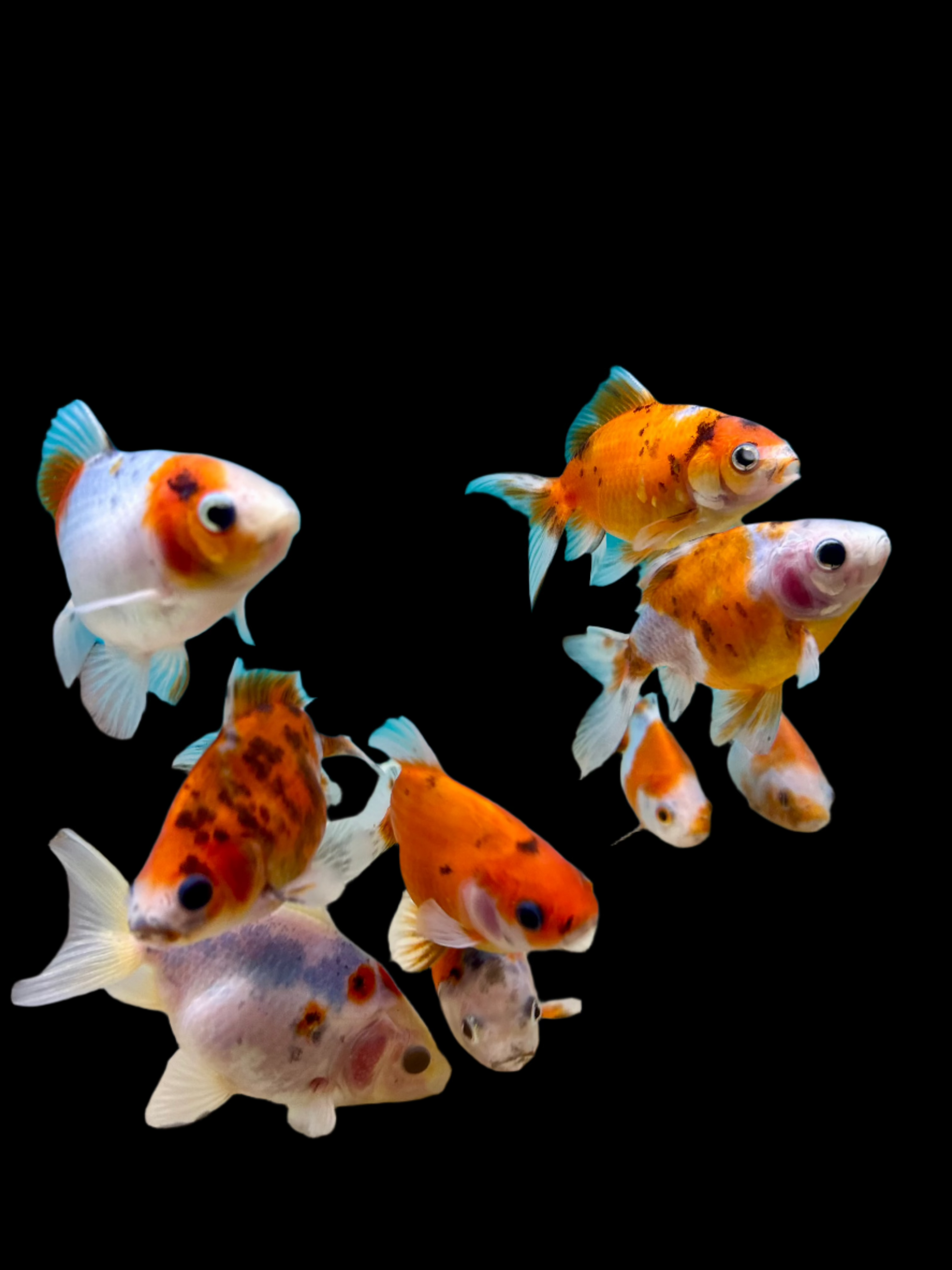 Wakin Goldfish 4" - Tropical Supplies North East