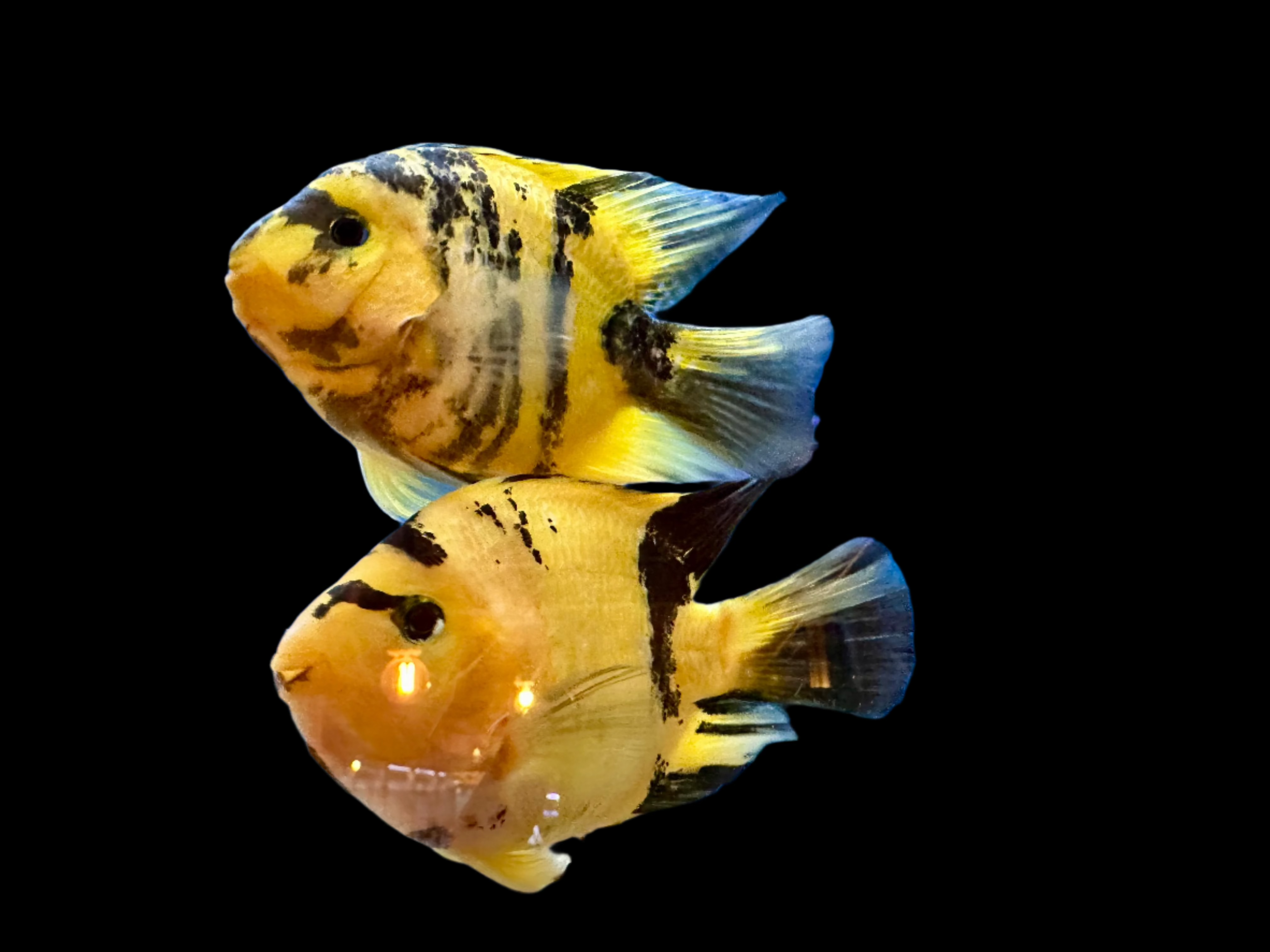 Yellow Tiger King Kong Parrot Fish 5-6" - Tropical Supplies North East