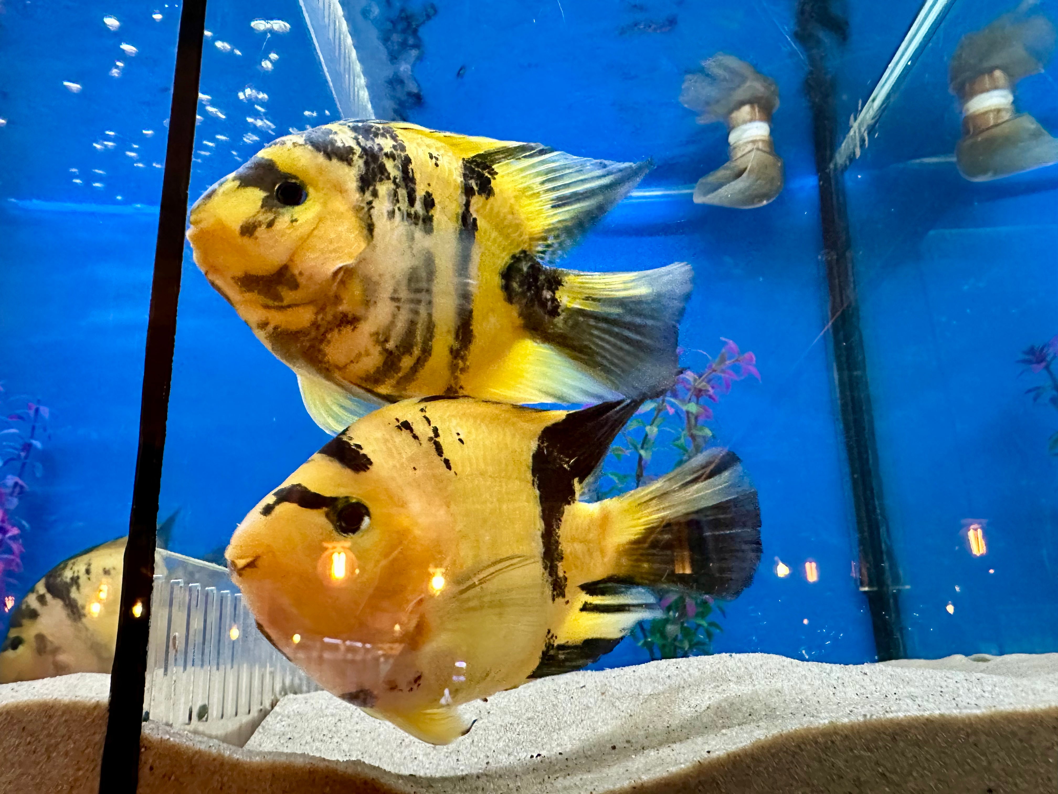 Yellow Tiger King Kong Parrot Fish 5-6" - Tropical Supplies North East
