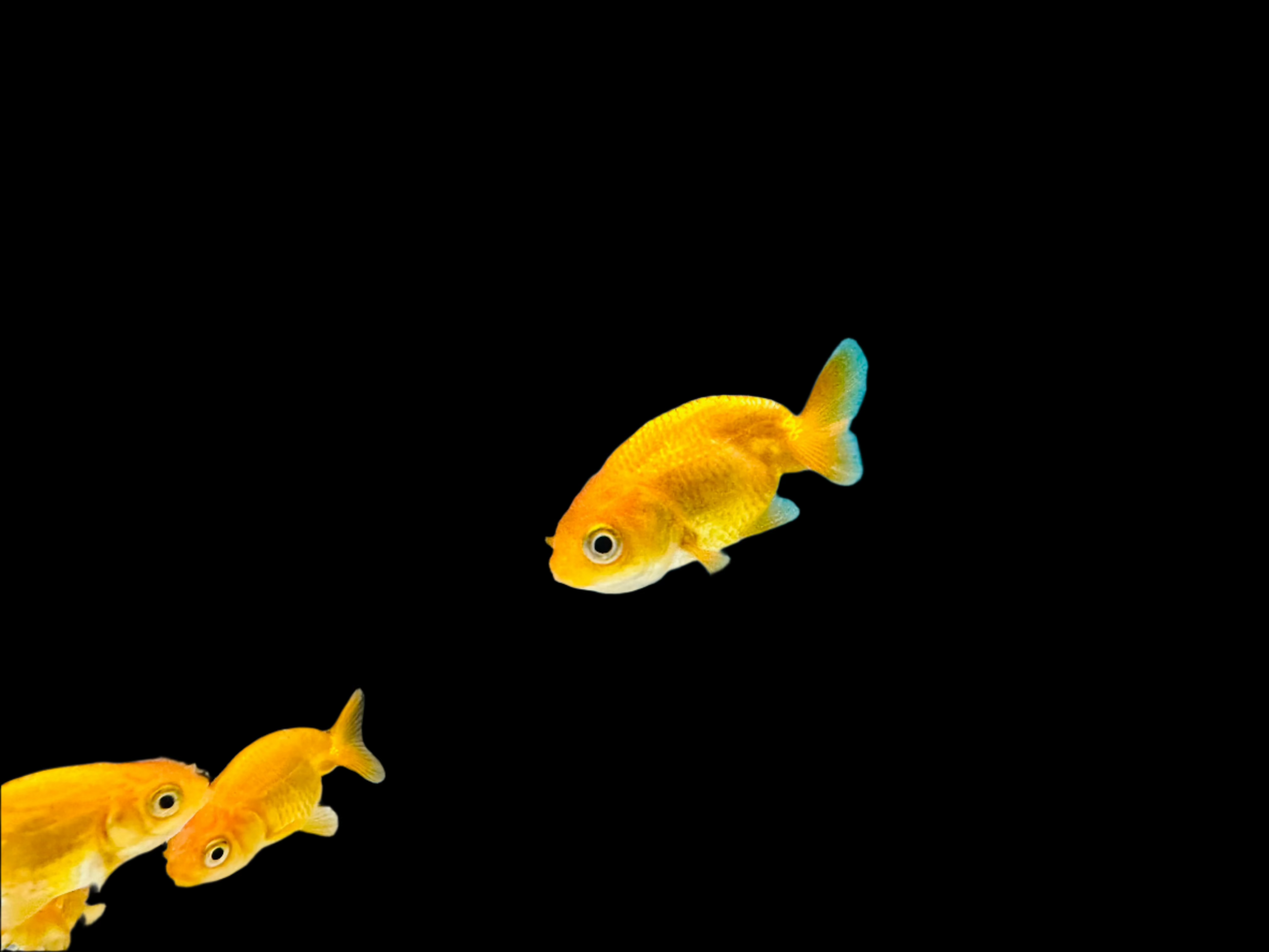 Red Ranchu 1-2" - Tropical Supplies North East