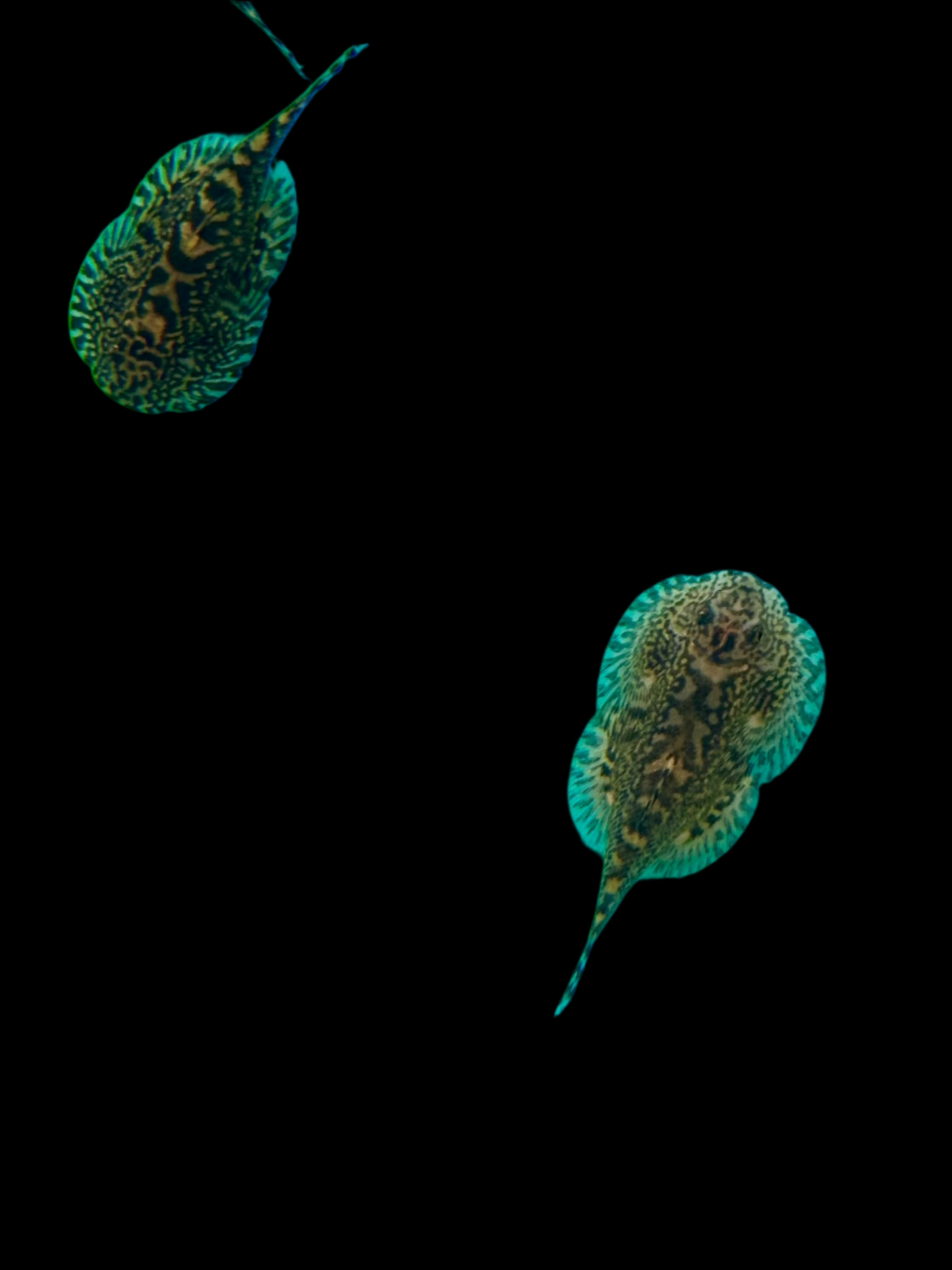 Brown Mosaic Hillstream Loach 4-5cm - Tropical Supplies North East