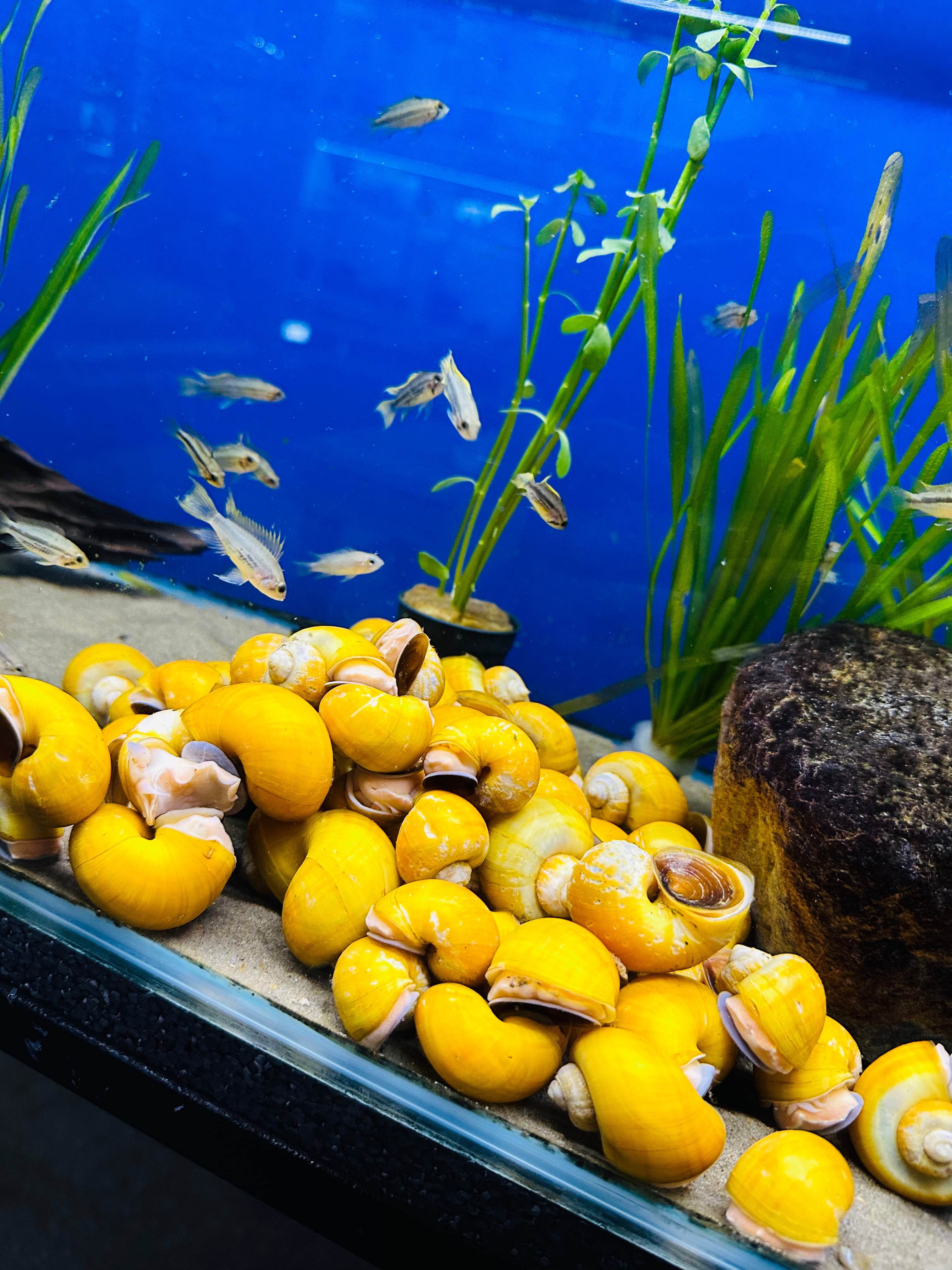 Golden Apple Snails Jumbo 4-5cm - Tropical Supplies North East
