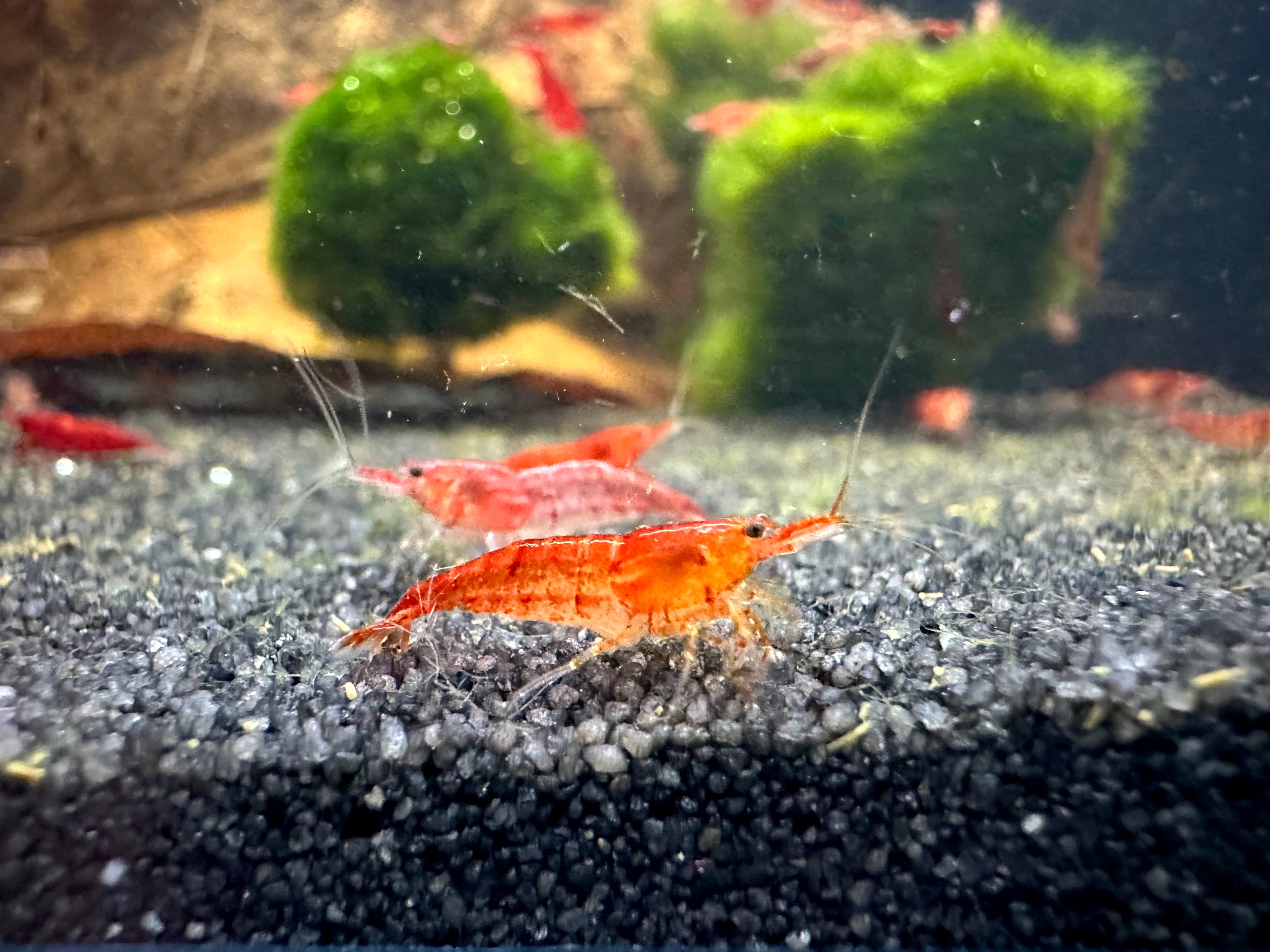 Cherry Shrimp 1.5cm