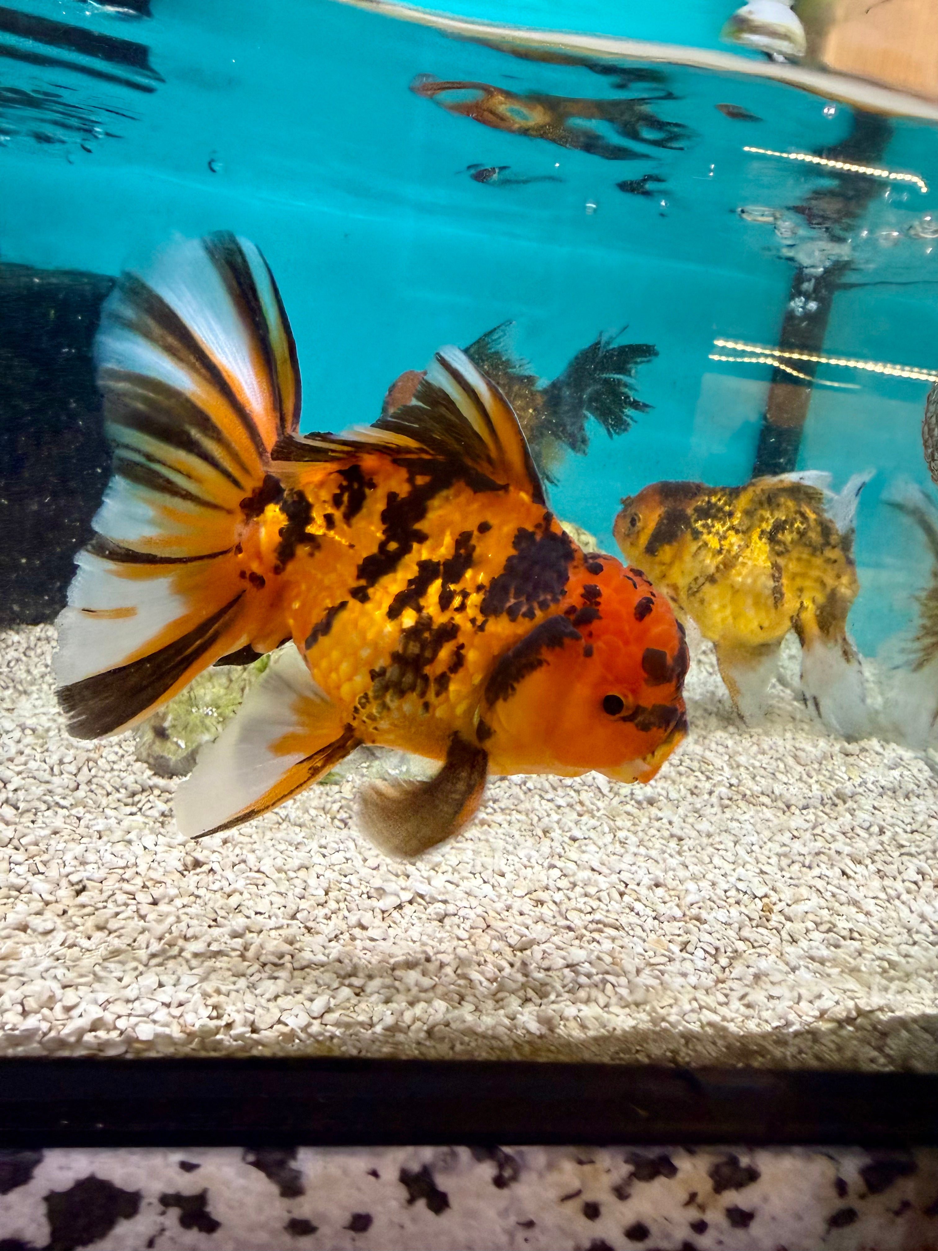 Siamese Tiger Oranda Grade A 12cm
