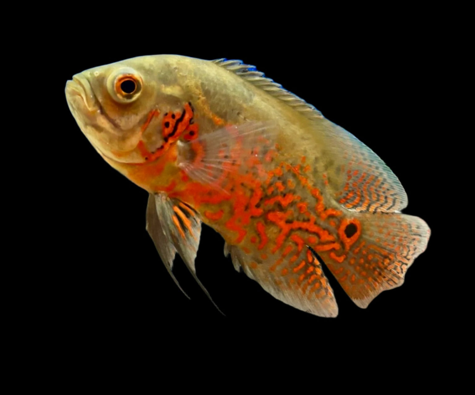 Black Red Tiger Oscar 3"