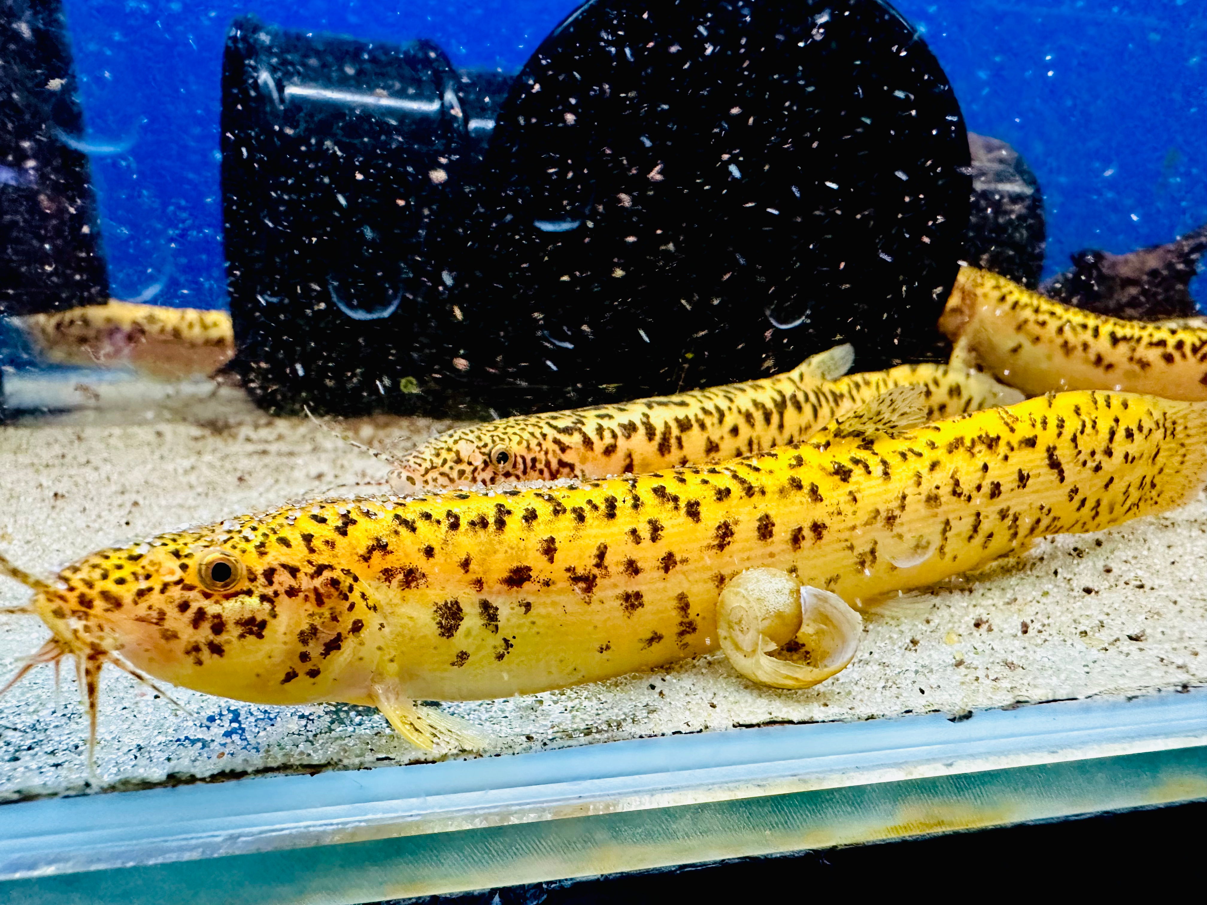 24K Black Spotted Golden Weather Loaches - Tropical Supplies North East