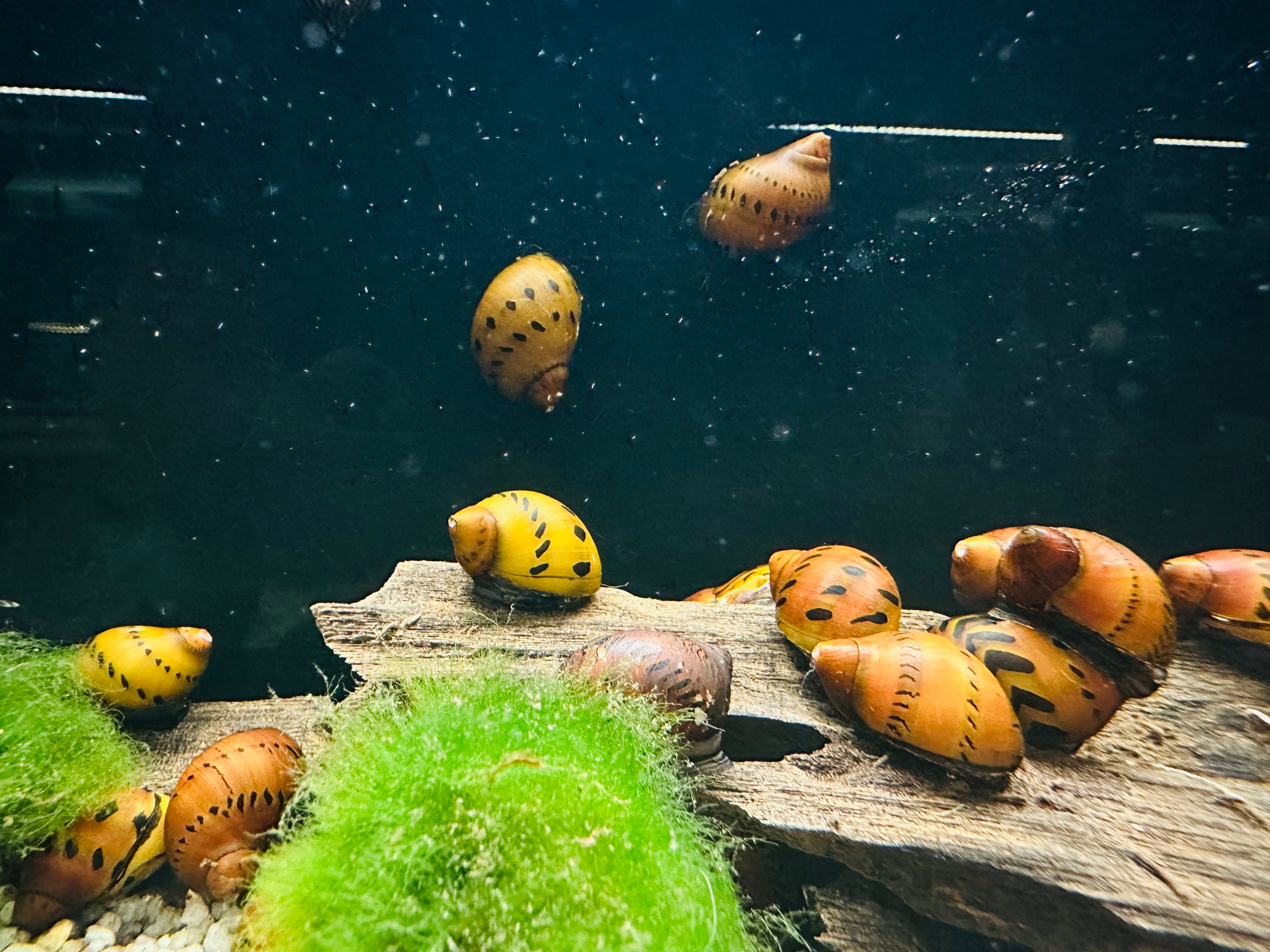 Red Onion Nerite Snail 2cm