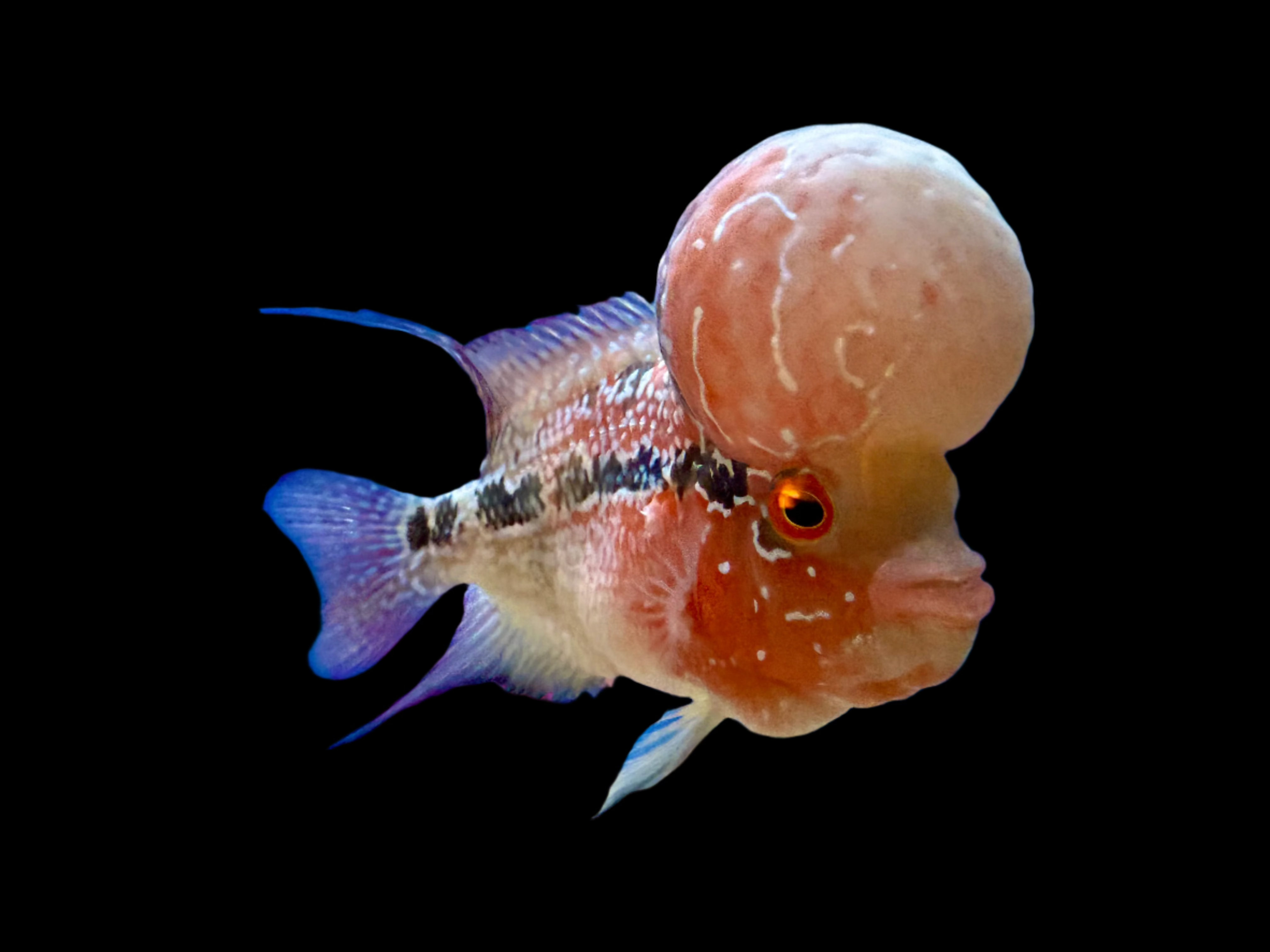 Grade A Flowerhorn 10-12cm south america