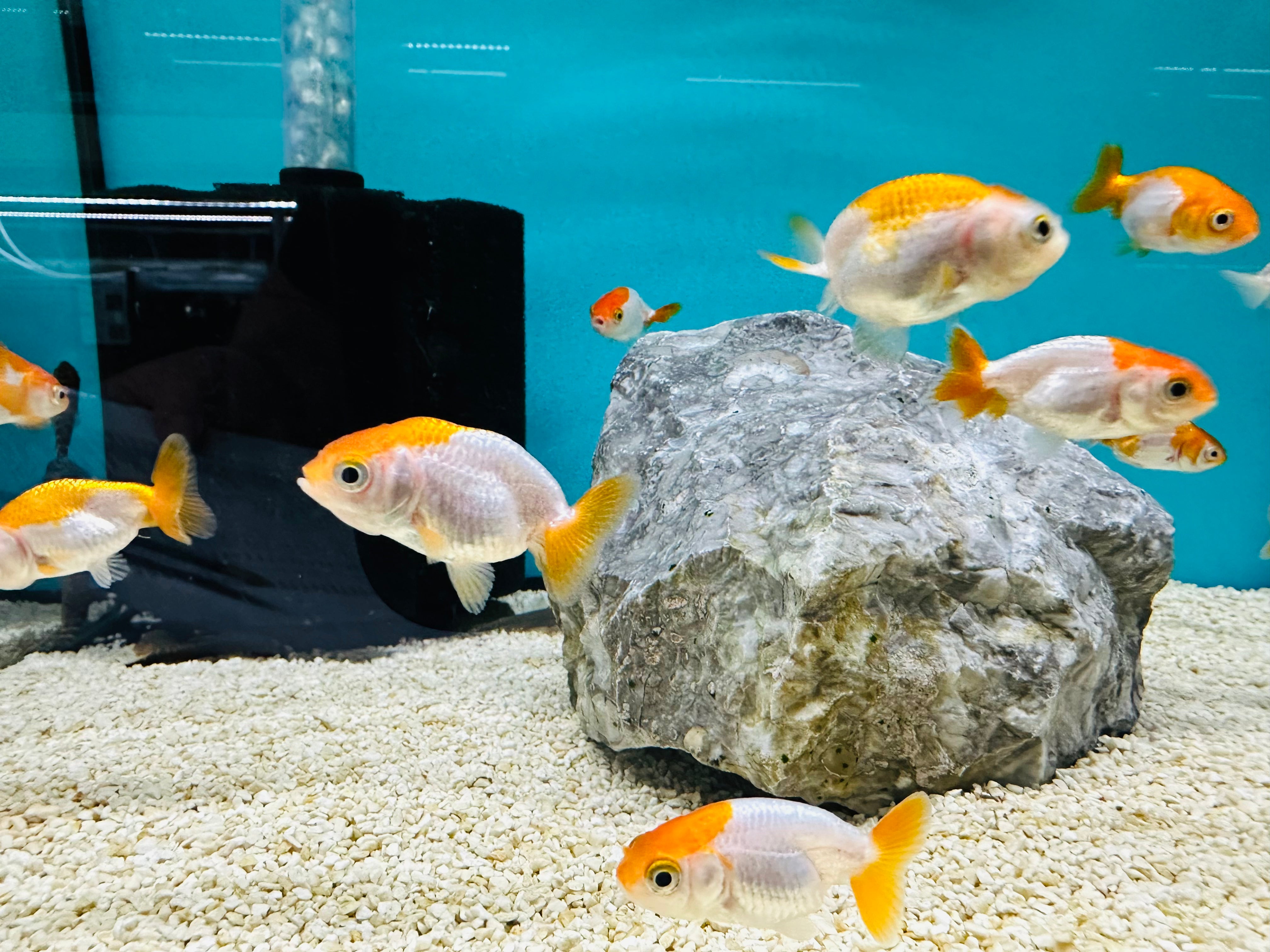 Red & White Ranchu 1-2"