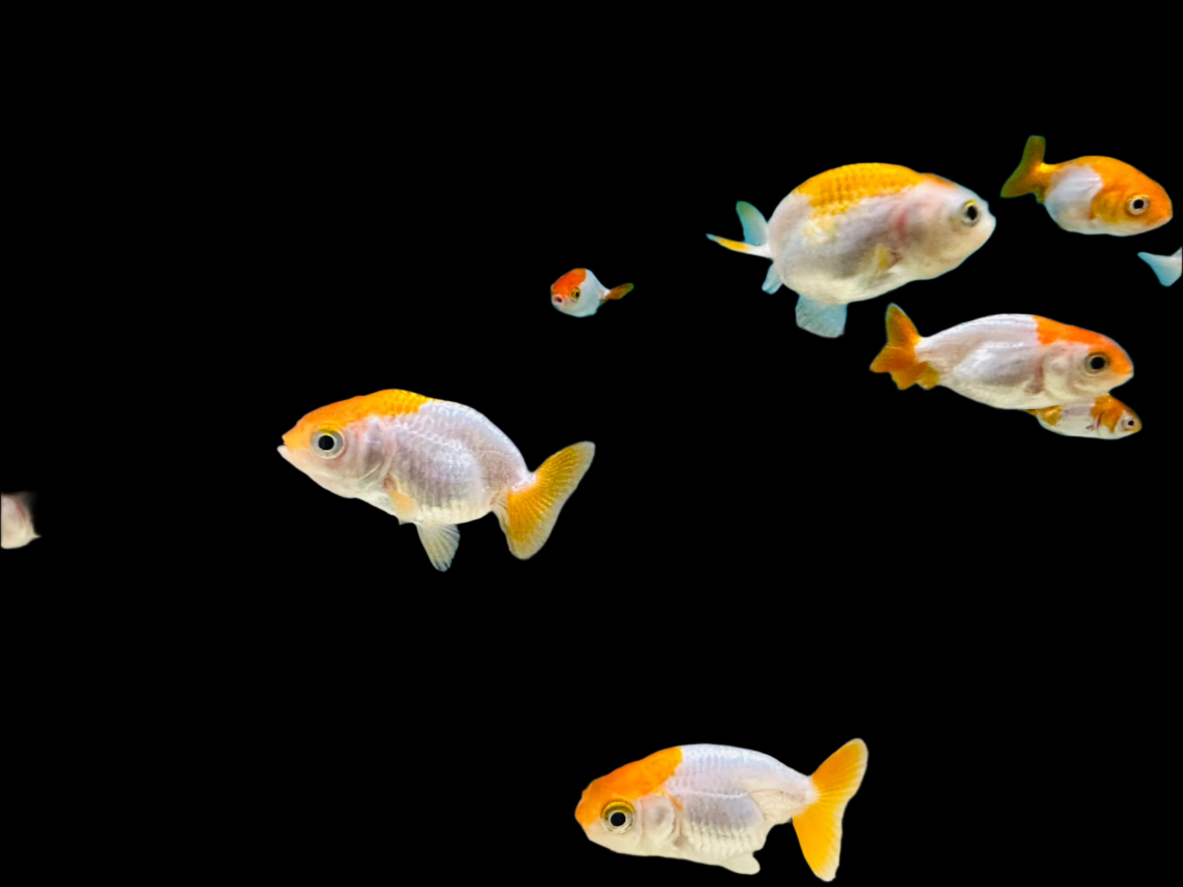 Red & White Ranchu 1-2" - Tropical Supplies North East