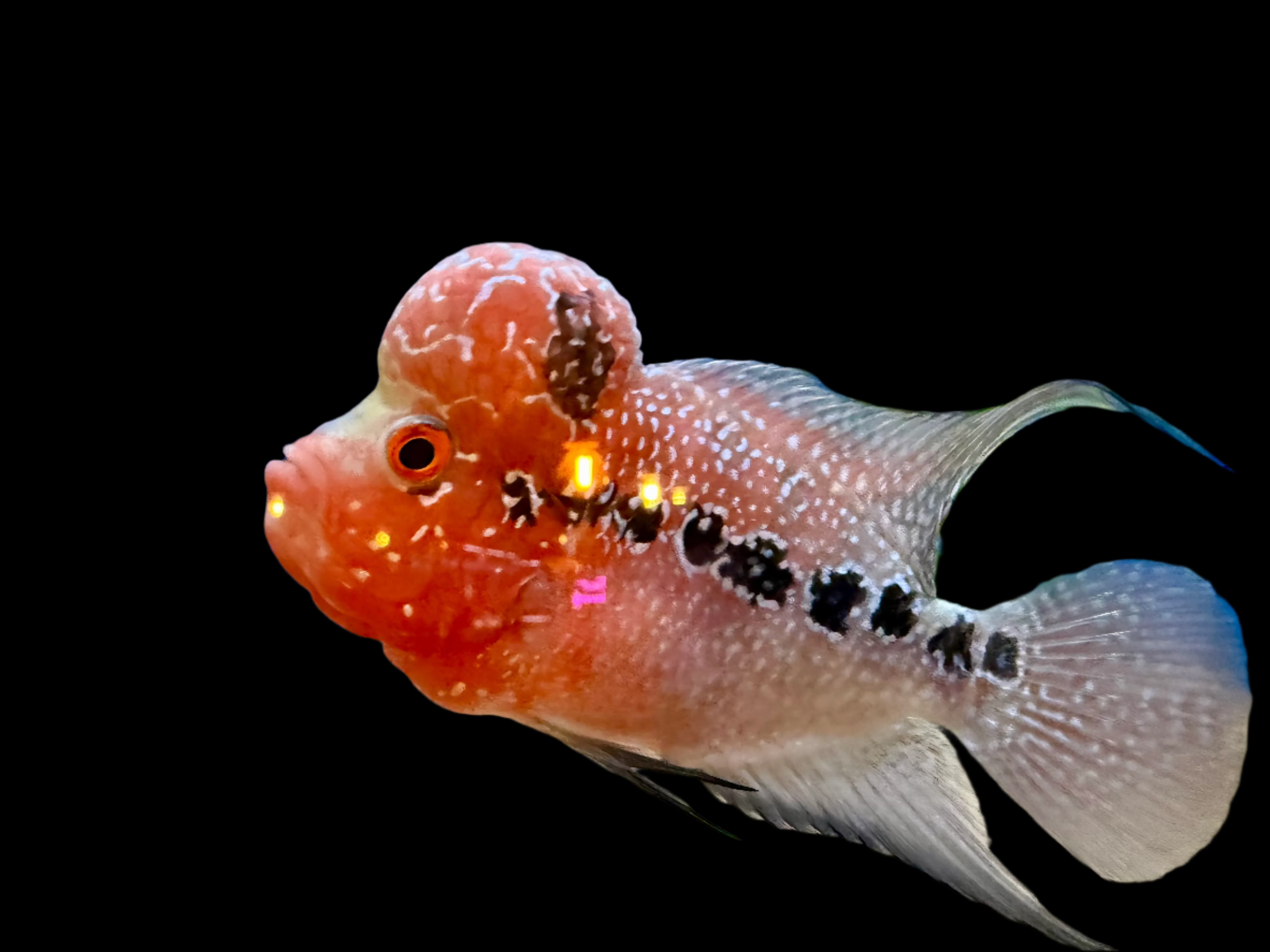 Grade AA Flowerhorn 15cm south america