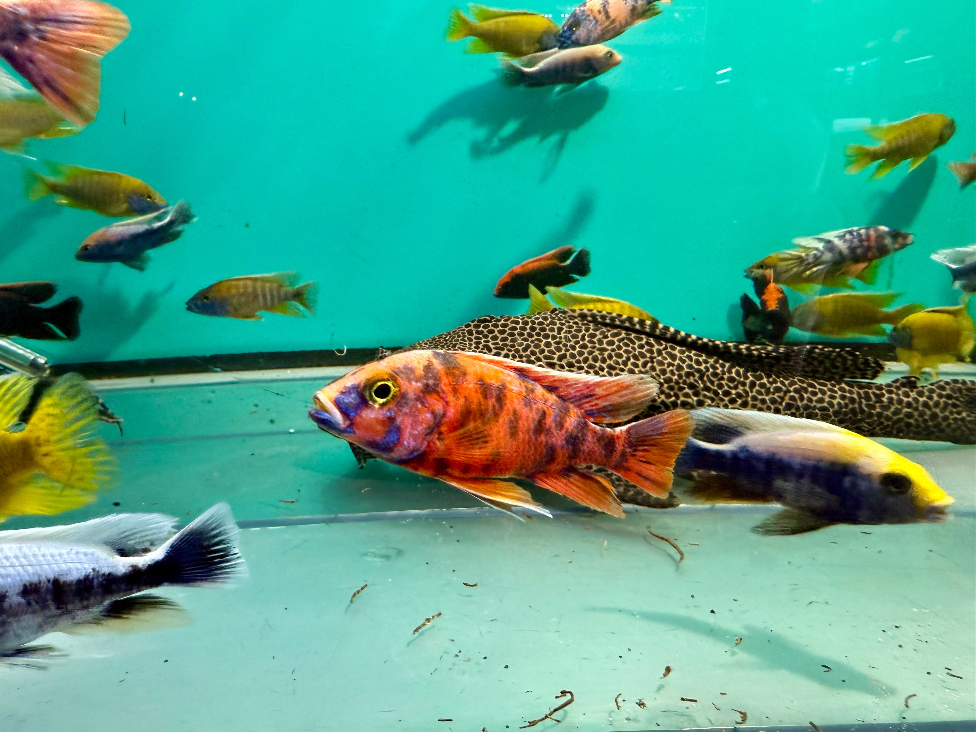 Assorted Male Haps & Peacocks 10-12cm + malawi