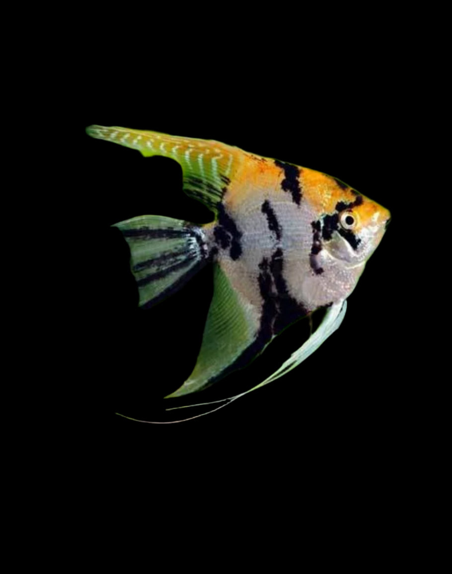 Golden Marble Angelfish 4cm