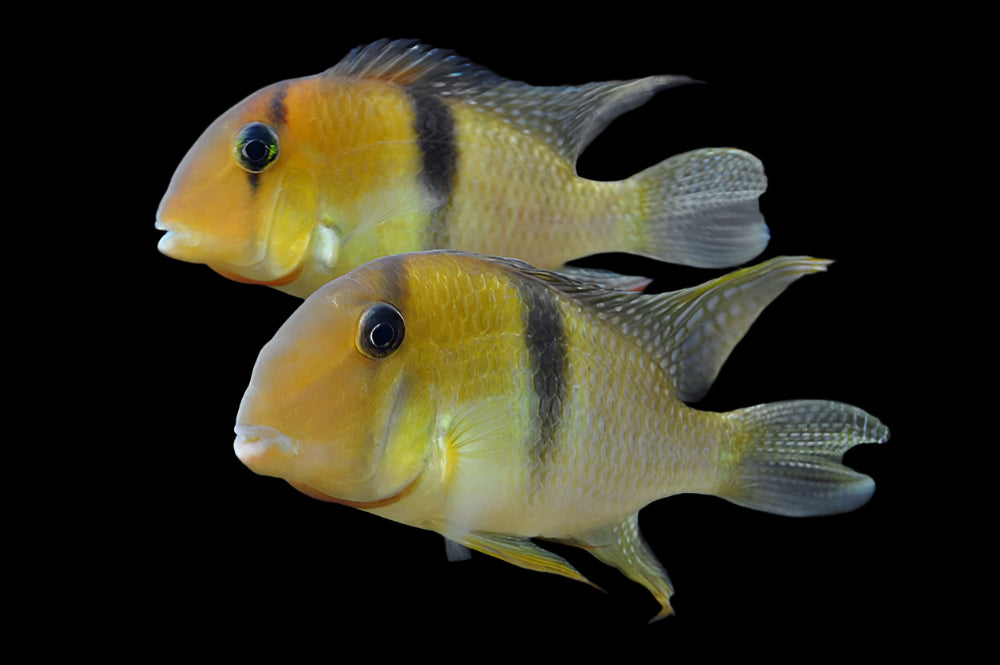 Guianacara Geayi 5-6cm