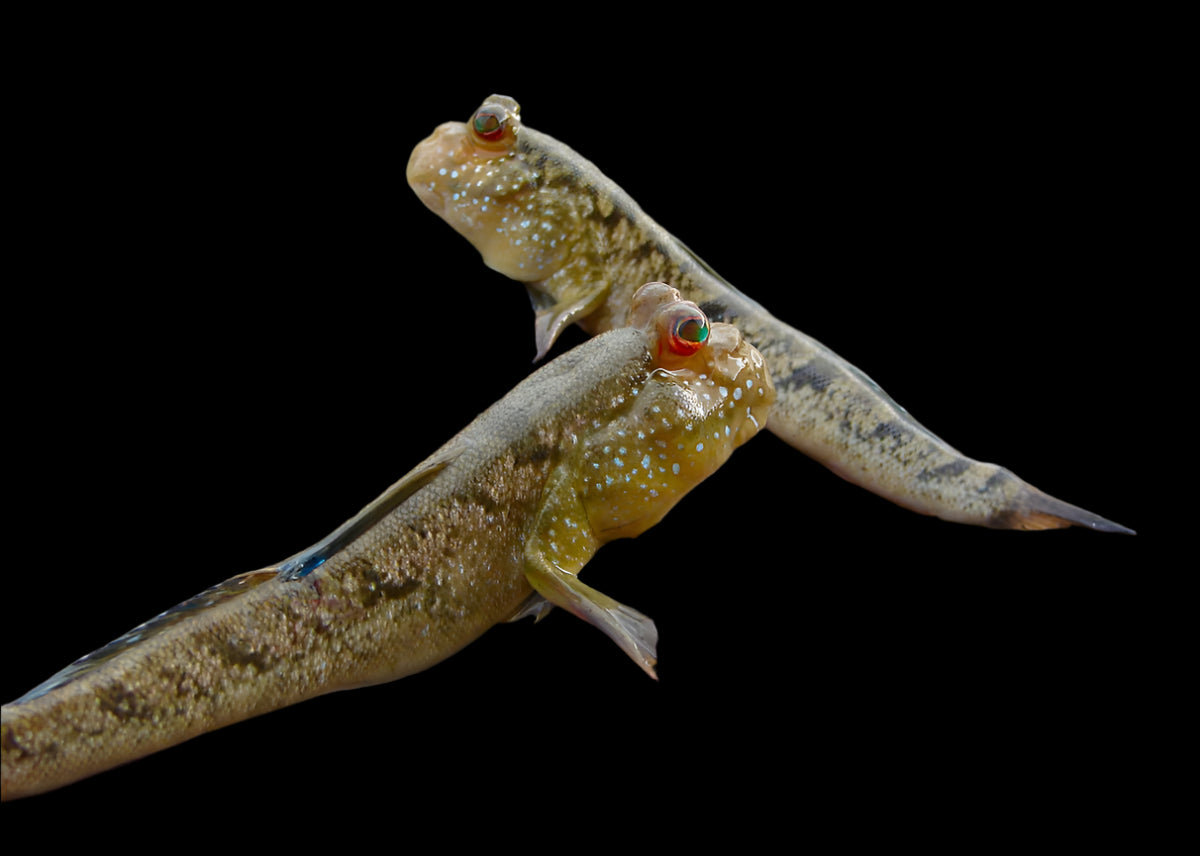 Mudskipper Goby 4-7cm